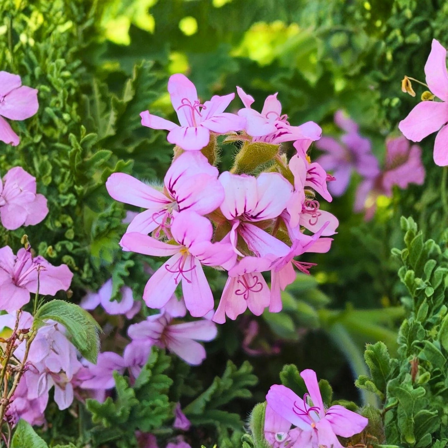 Rose Scented Geranium Cuttings 6 Pack - Pelargonium graveolens - Aromatic Indoor Plant for Home Gardening and Décor