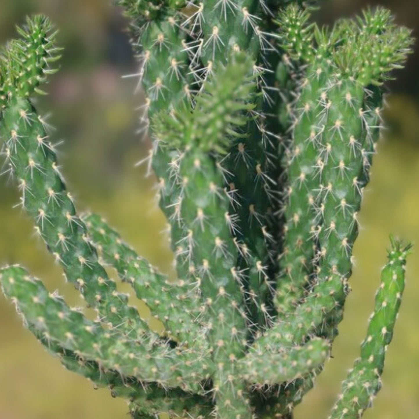 Live Rooted Cactus Plant - Cylindropuntia imbricata Tree Cholla Pueblo Colorado Variety