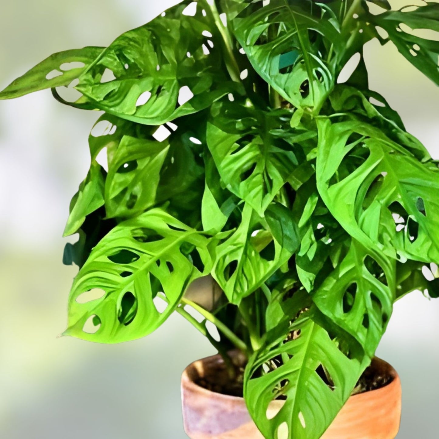 Monstera Adansonii Rooted Cutting - Rare Exotic Houseplant, Tropical Indoor Plant, Unique Foliage, Swiss Cheese Plant