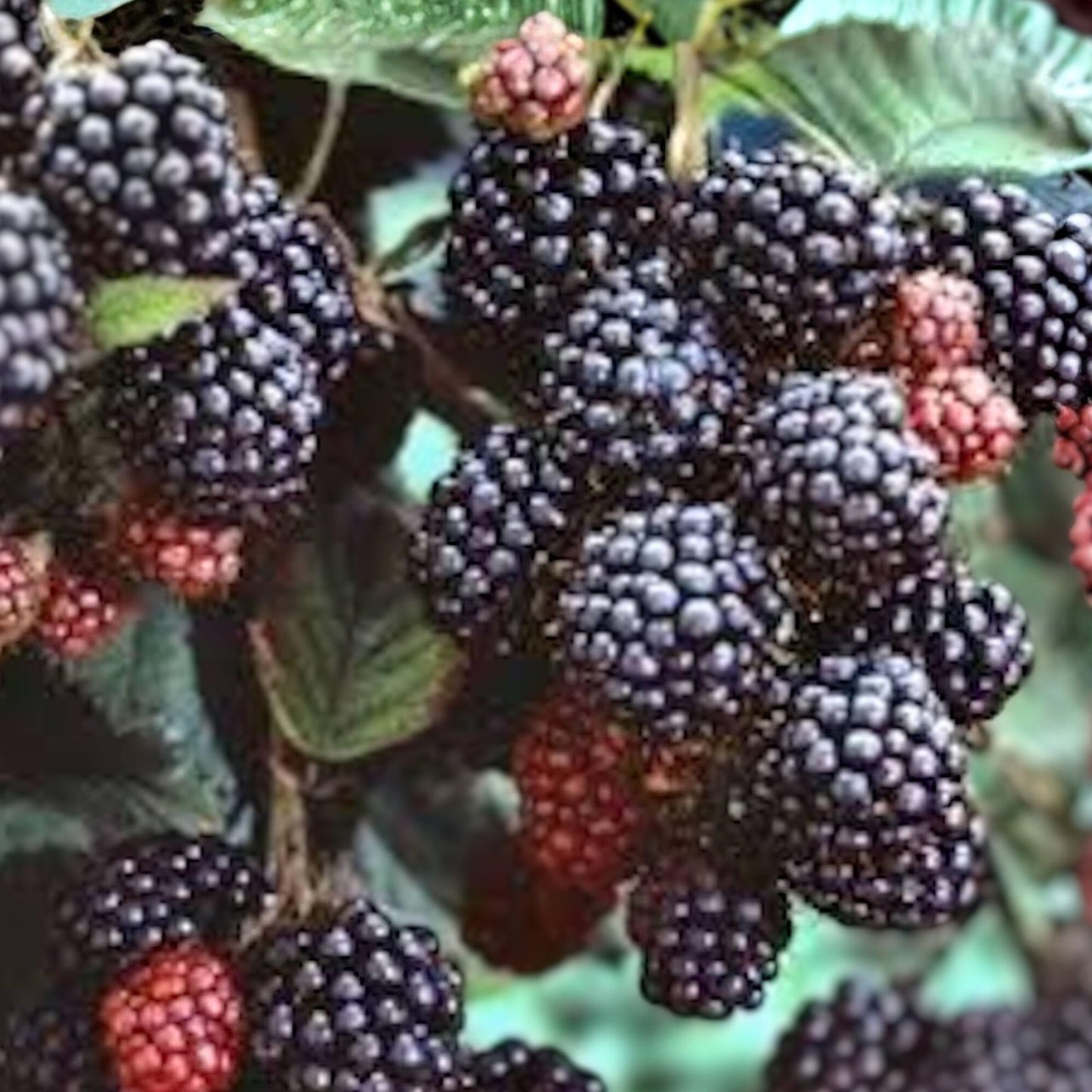 Black Hawk Raspberry Plants - 1-2 Year Old - Rubus occidentalis - Cold Hardy, High Yielding, Self-Pollinating