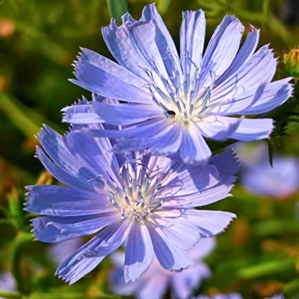 Chicory Seeds 100+ Blue Cut Flower Cichorium intybus Bluest Blue Variety for Garden, Pollinator, and Flowering Plants