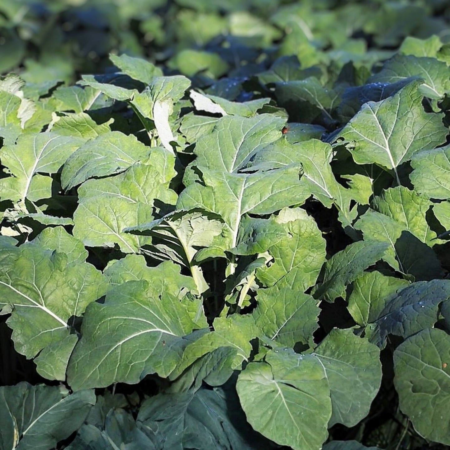 Non-GMO Kale Seeds, Premier Variety, 50+ Seeds for Salads and Cooking, Brassica oleracea