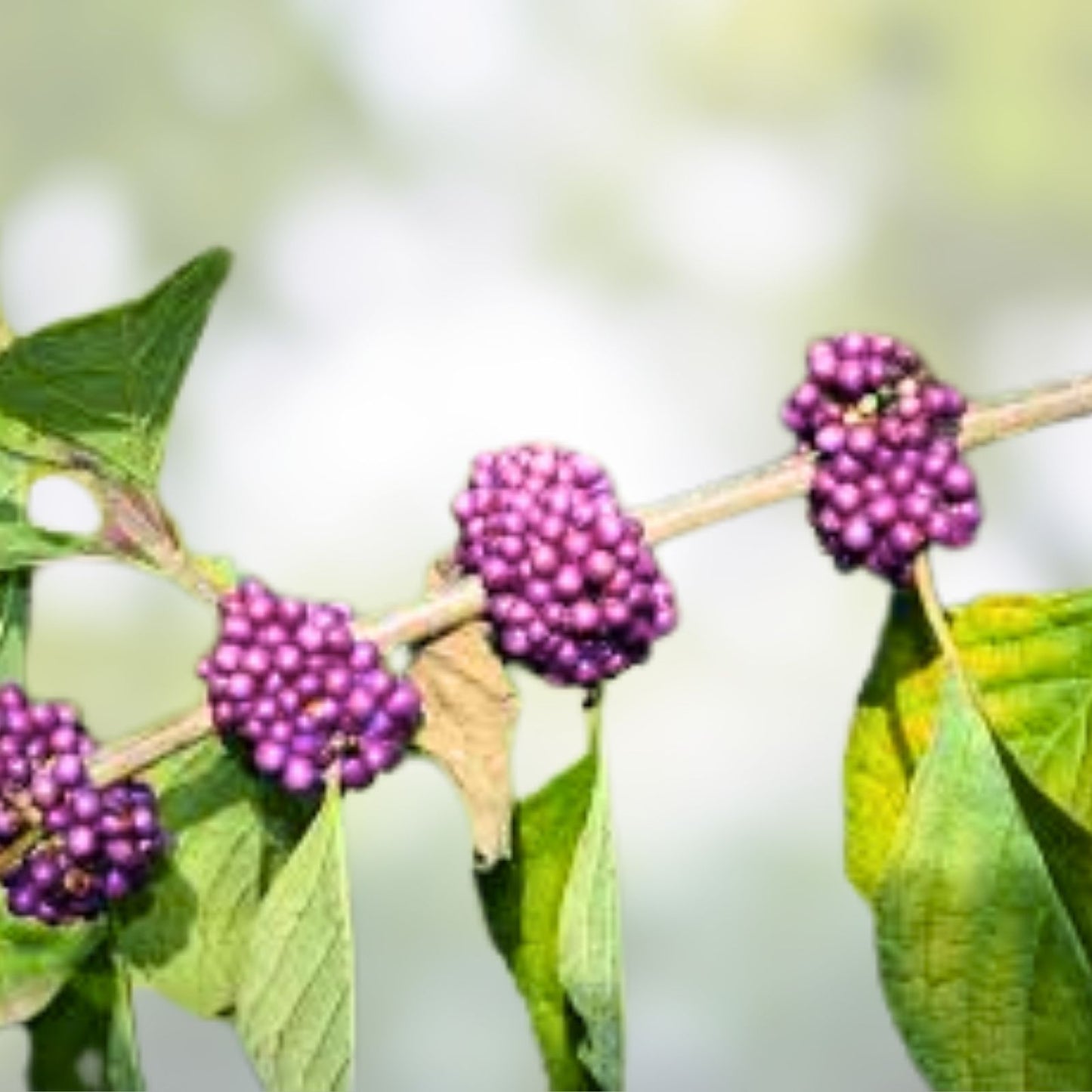 American Beauty Berry Bush Cuttings – 8+ Live Propagation Plantings – Callicarpa americana – Fresh Garden Plant Cuttings