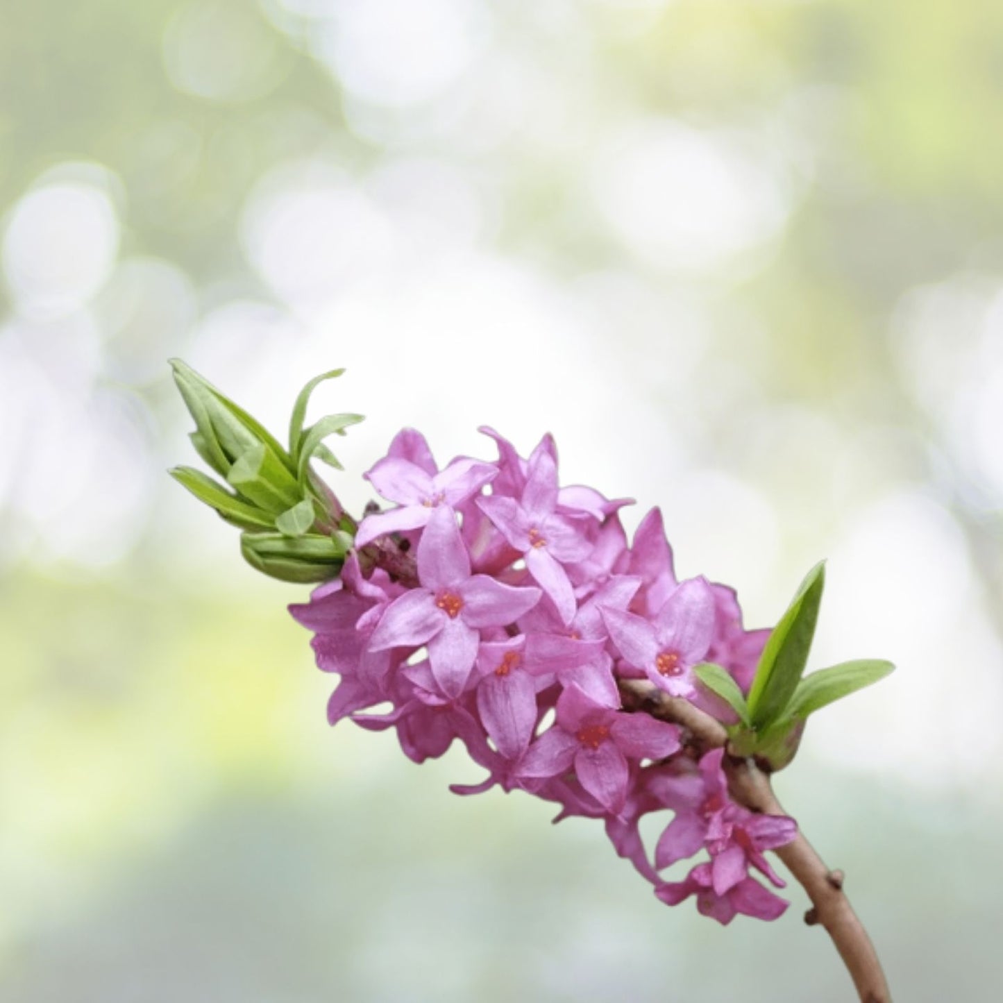 Daphne mezereum Seeds - Paradise Plant - 10 Seeds for Gardening - Fragrant Blooms