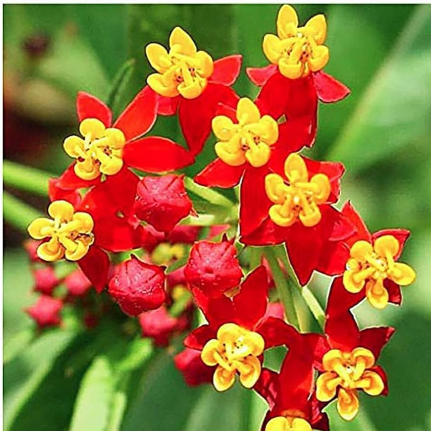 Blood Flower Milkweed Seeds 25 Count - Food Host Plant for Monarch Butterflies - Asclepias curassavica