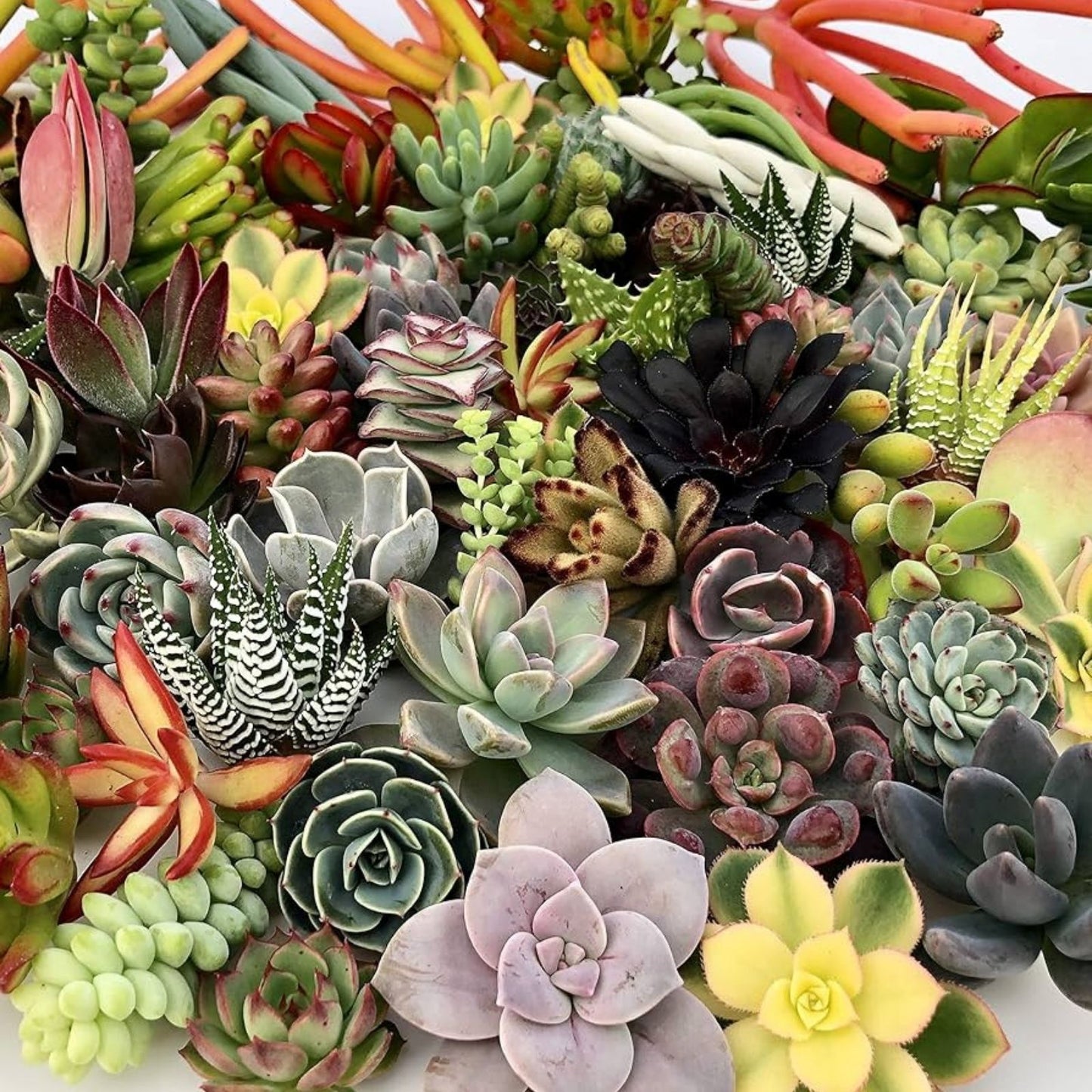 Succulent Cuttings 40 Colorful Varieties for DIY Projects and Plant Enthusiasts - Assorted Succulents, Healthy, Easy to Grow