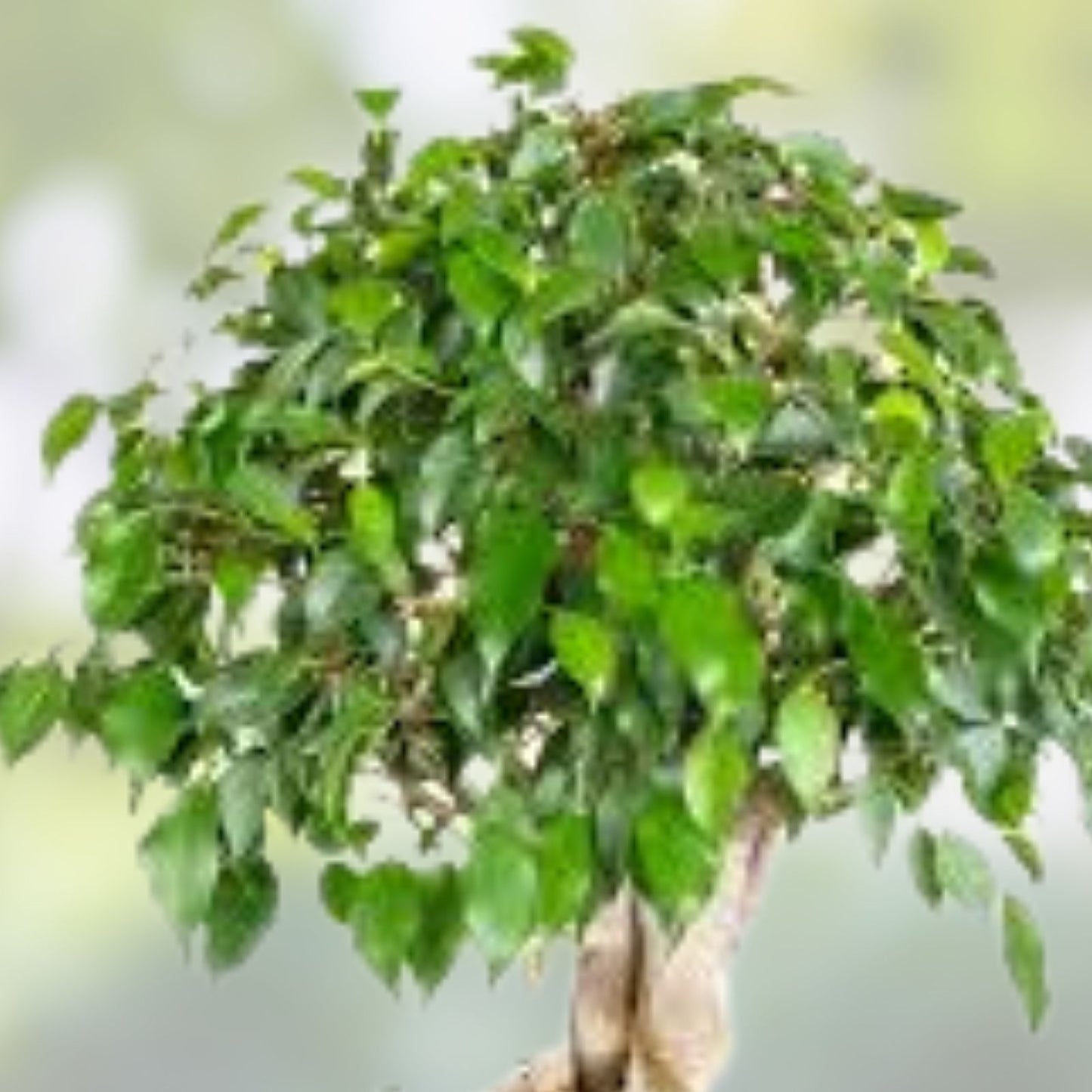 Bonsai Tree Seeds - 20 Indian Banyan Seeds - Ficus benghalensis - Indoor Gardening, Planting, Cultivation