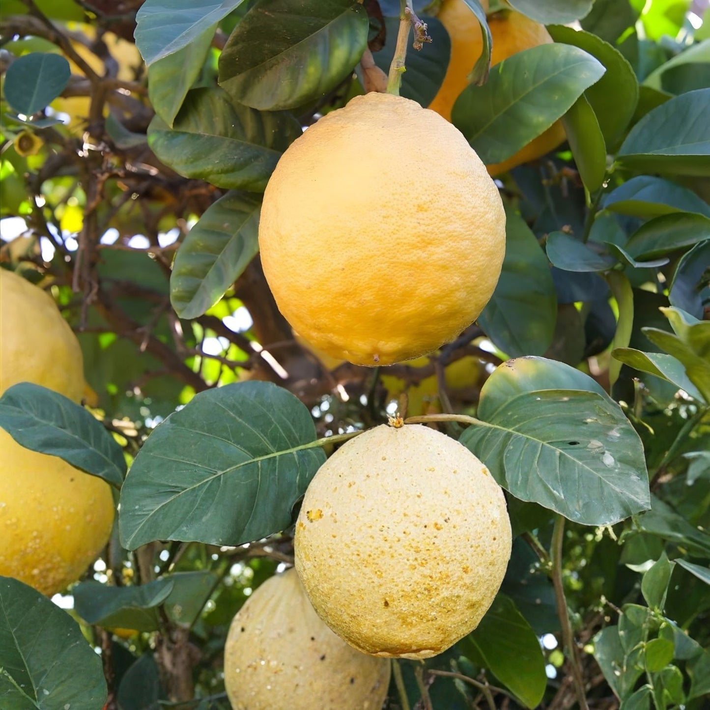 Ponderosa Lemon Cuttings - Ready to Root - Largest Lemon Variety - Citrus limon - Shipped with Pot