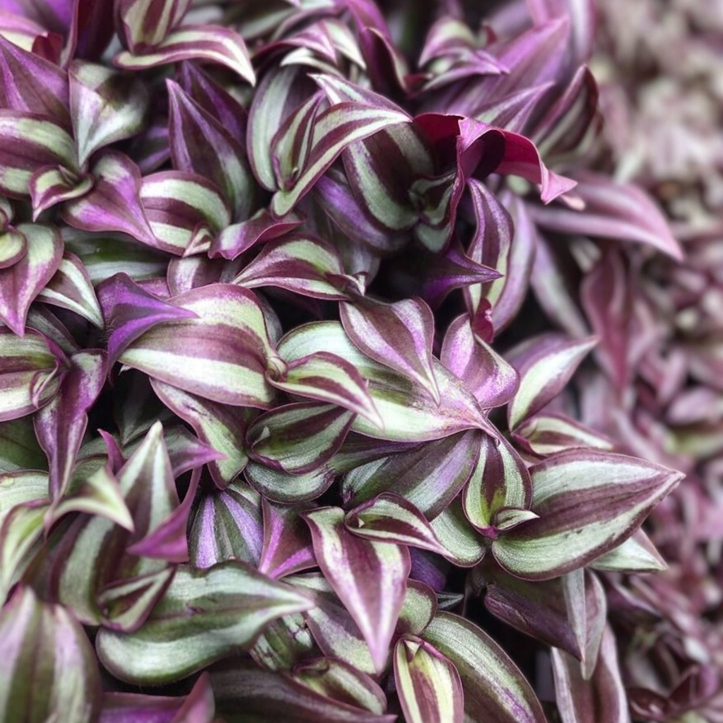 Tradescantia Cuttings 9 Pack - Inch Plant, Purple & Green Variegated, Tradescantia zebrina, Houseplant, Indoor Plant, Garden Plant