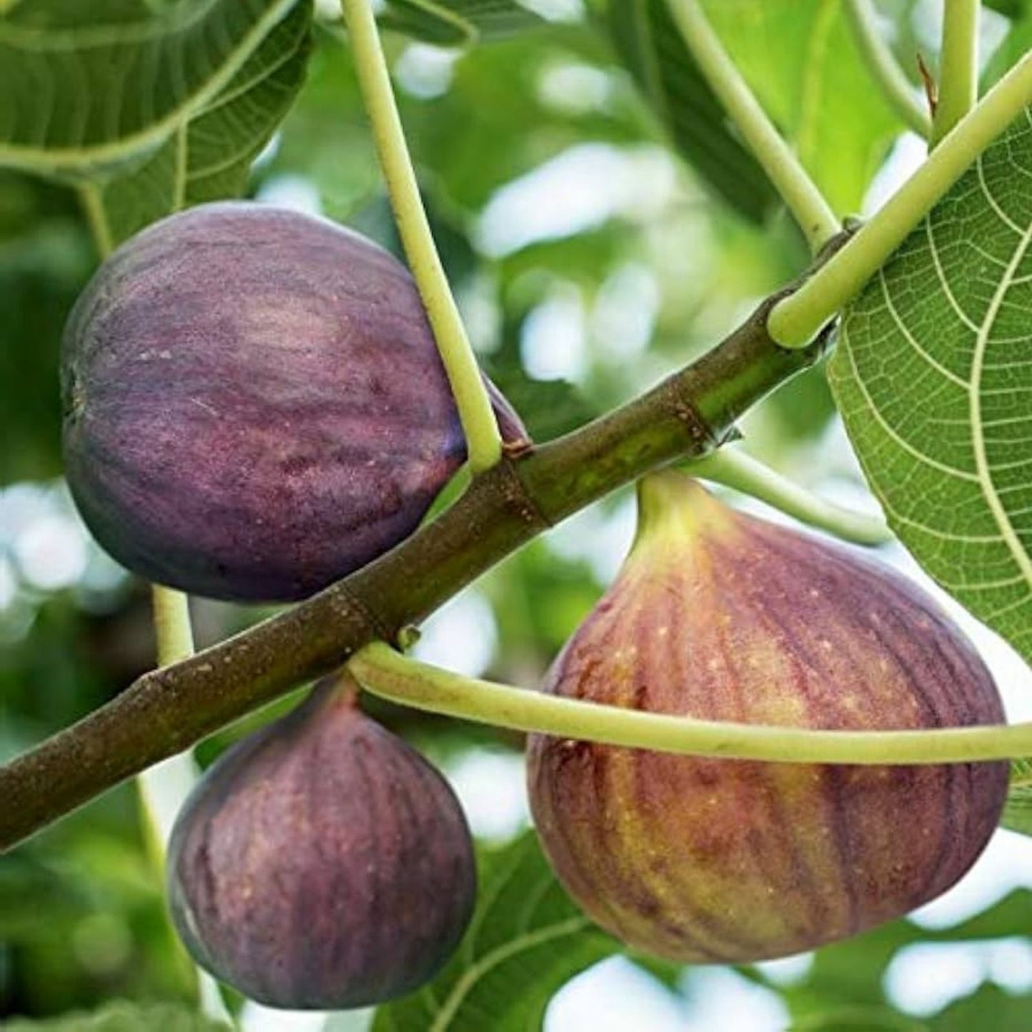 Brown Turkey Fig Cuttings 8 Pack - Ficus carica - Edible Fruit Plants for Home Garden and Patio
