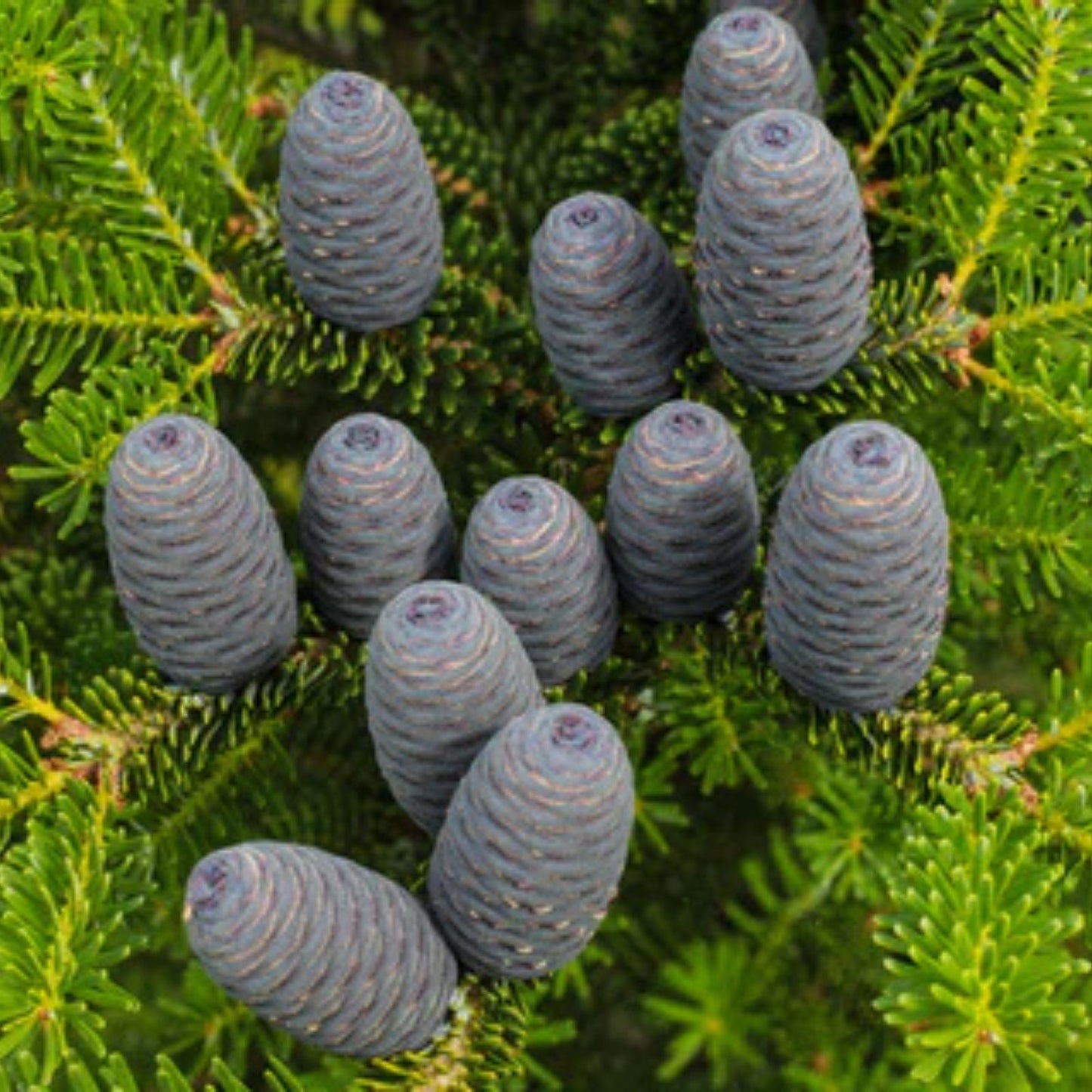 Abies Balsamea Fir Tree Seeds - 50 Pack for Outdoor or Potted Planting - Balsam Fir Seed Collection