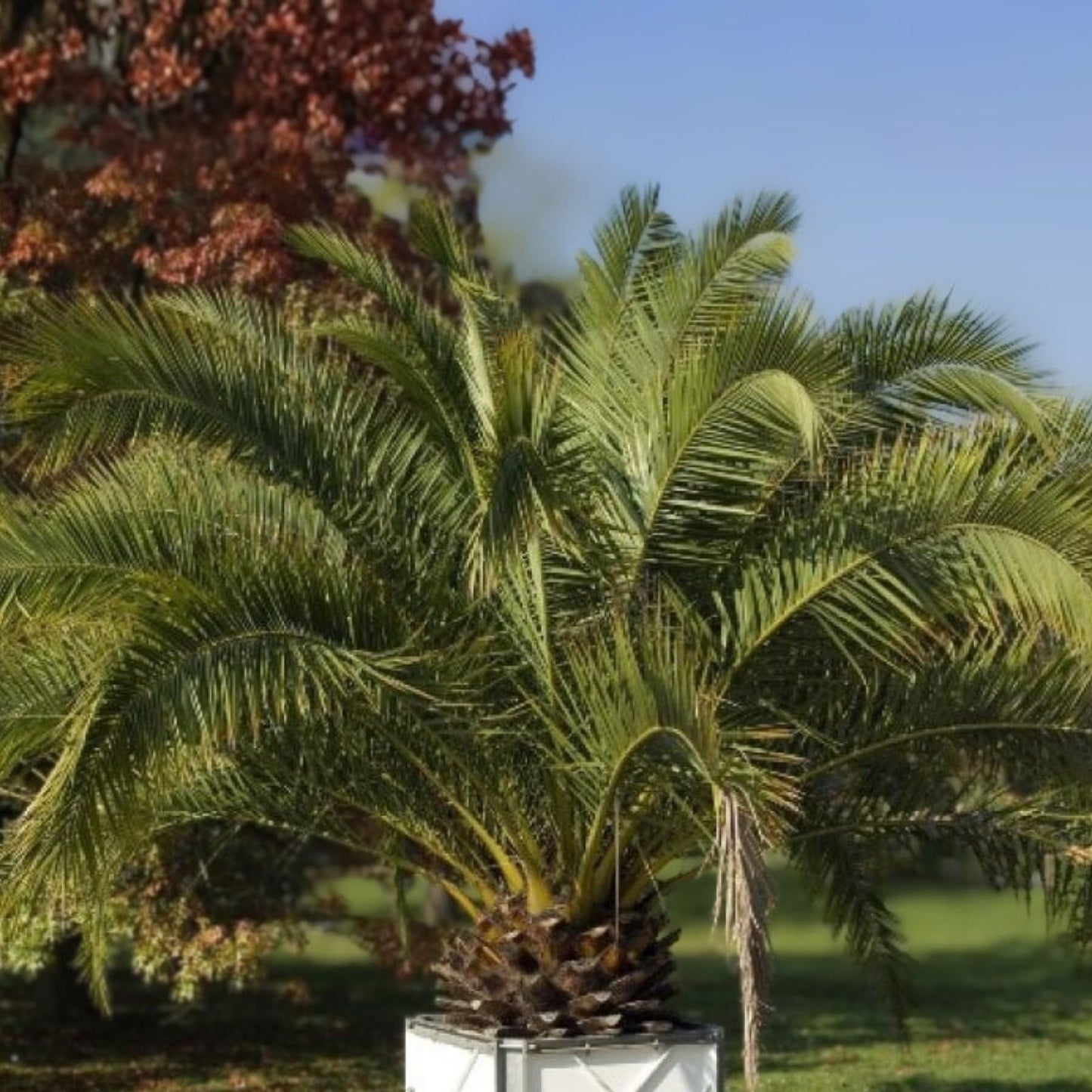 Canary Island Date Palm Tree 48+ Inches Phoenix Canariensis Mature Plant, Garden Landscape, Indoor Outdoor Palm