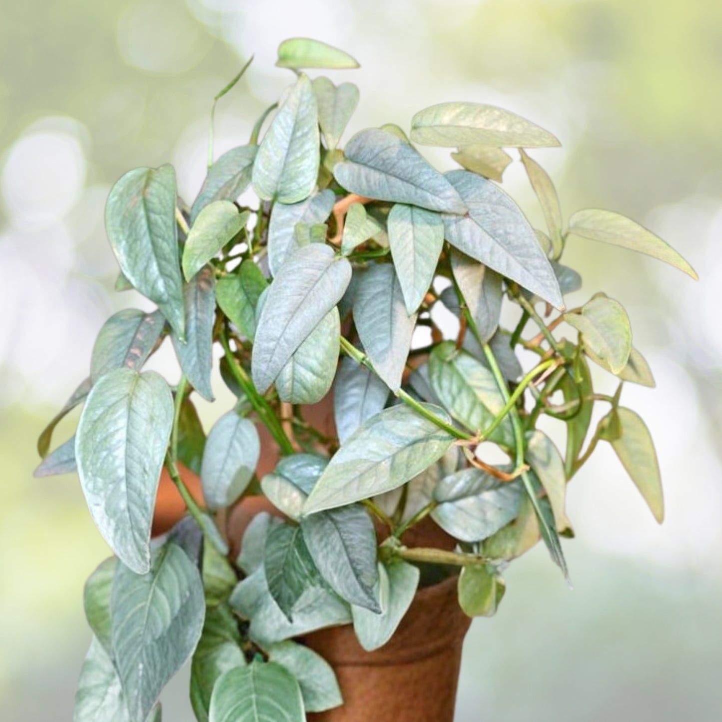 Cebu Blue Pothos Live Plant 4"-6" Pot - Epipremnum pinnatum 'Cebu Blue' - Unique Silver-Blue Foliage, Easy Care Houseplant