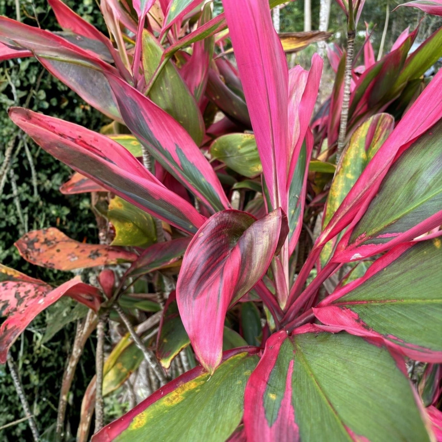 Hawaiian Ti Leaf Fresh Cuttings 6-inch Starter Logs x10, Green Pink Red Hybrid, Cordyline fruticosa