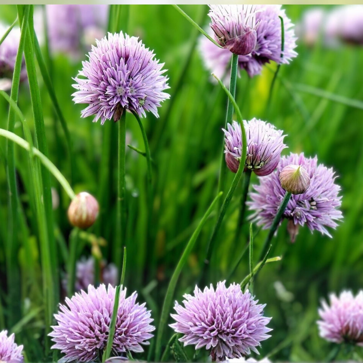 Heirloom Chive Seeds 25+ Seeds - Flavorful Allium schoenoprasum - Easy to Grow Herb Seed Packet