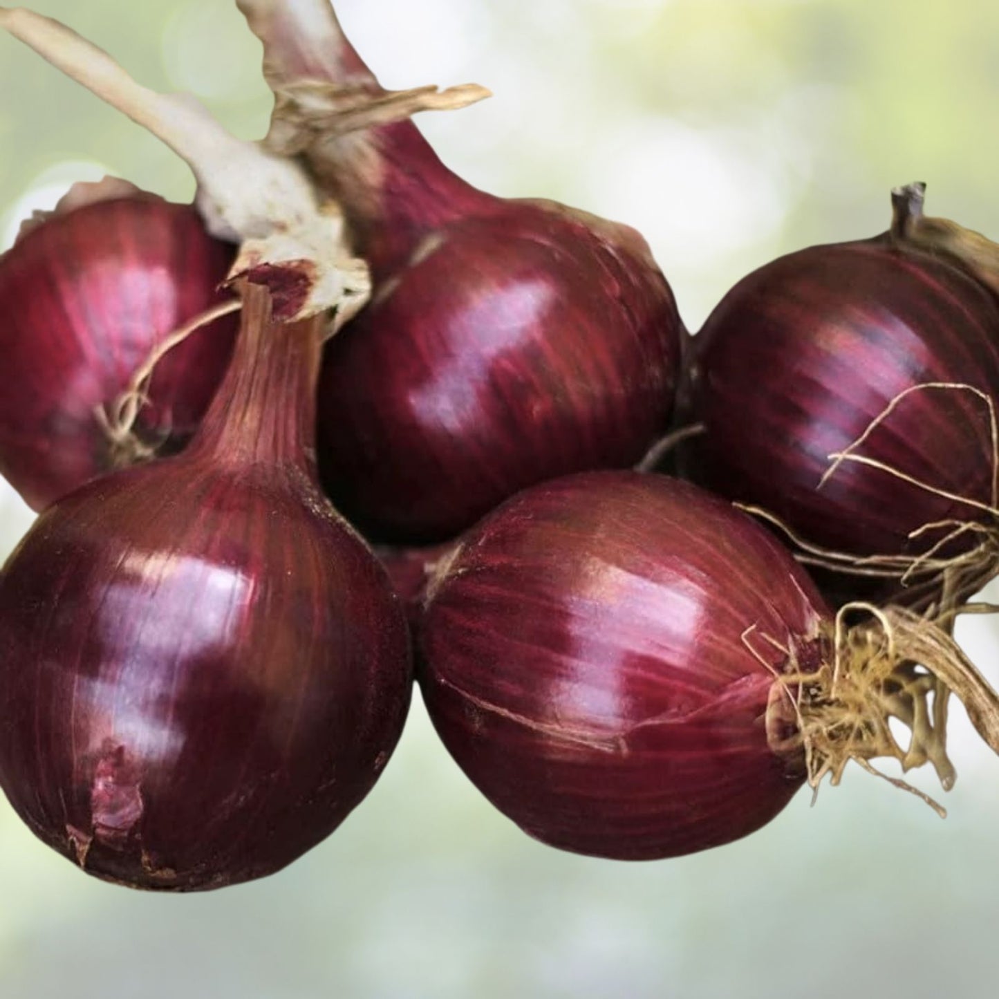Red Burgundy Onion Seeds - 200+ Count - Allium cepa - Fresh Garden Vegetable - USA Grown