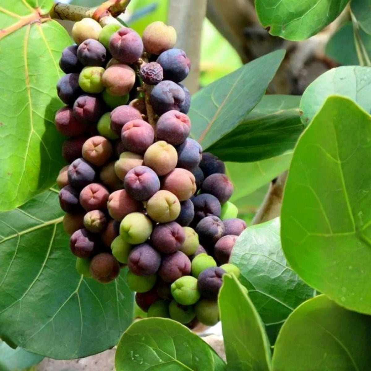 Sea Grape Plant 6in Pot - Coccoloba Uvifera - Tropical Coastal Edible Fruit Plant - Salt Tolerant & Well Rooted