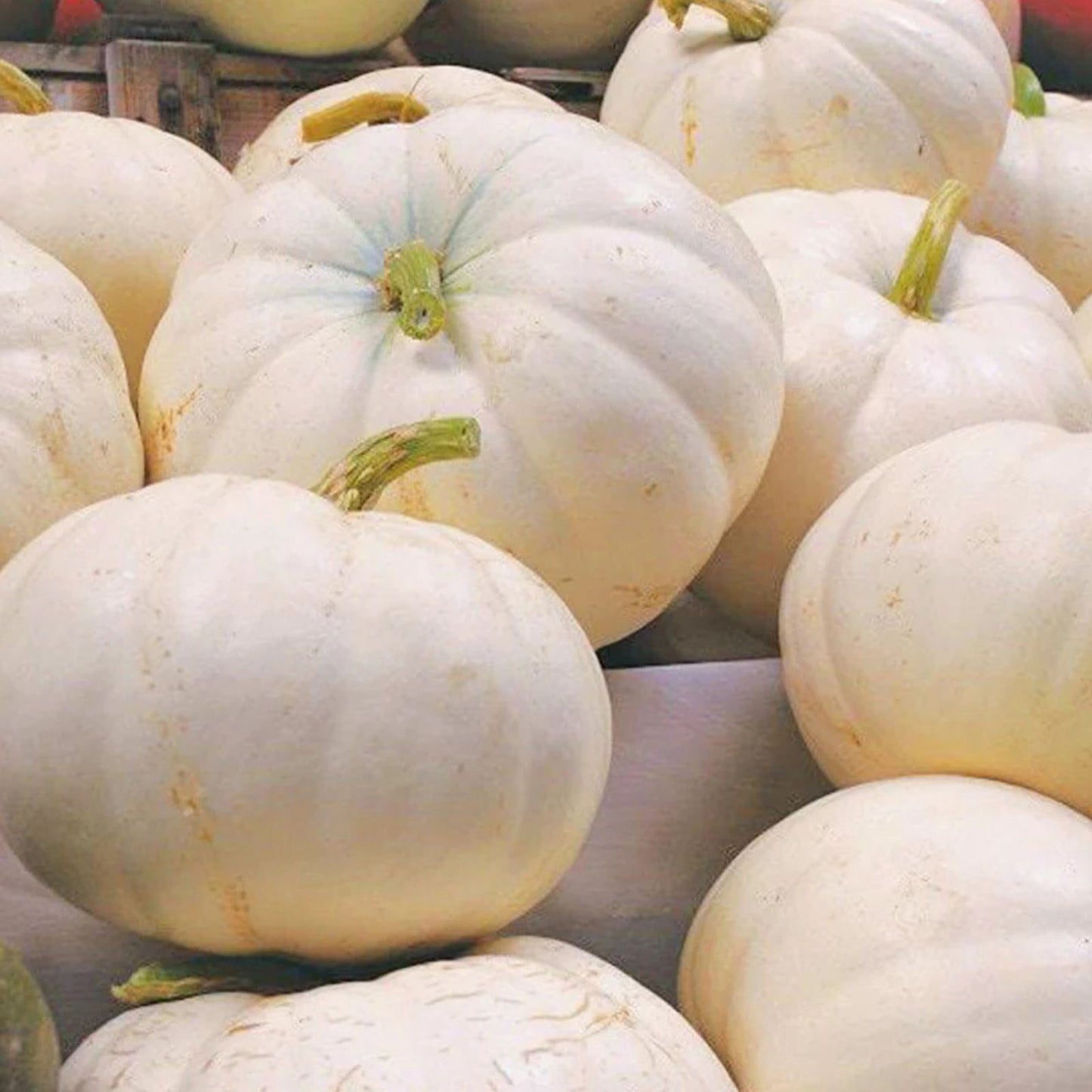 Organic White Boer Pumpkin Seeds - 10 Pack Heirloom Variety USA Grown Non-GMO Edible Seeds