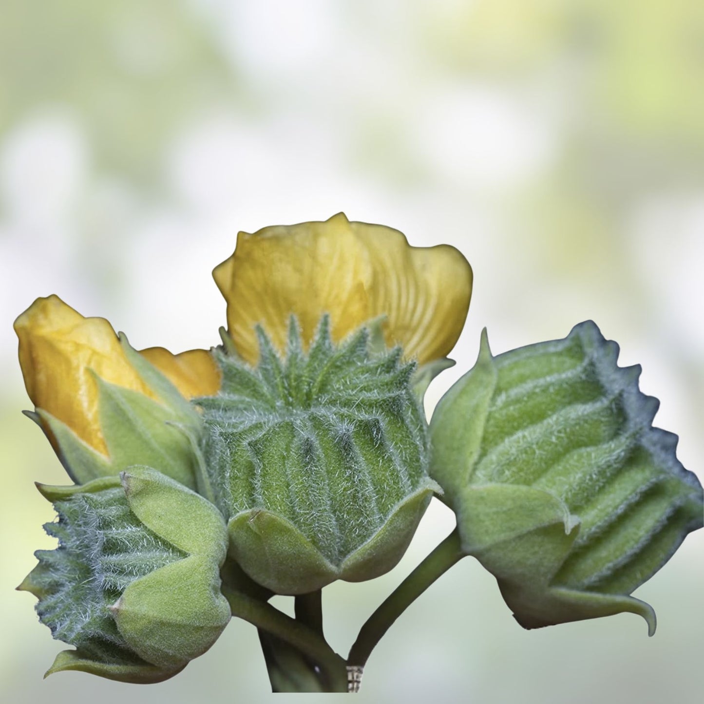Velvetleaf Seeds for Planting - 50 Seeds - Button Bush Variety - Abutilon theophrasti - Ornamental Garden Flower Seed