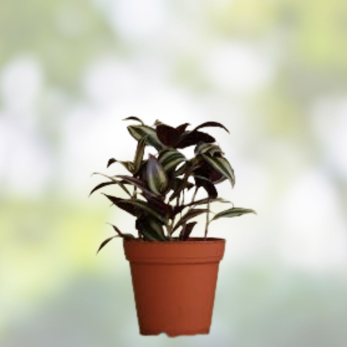 Dark Red Zebrina Wandering Jew Cuttings - Tradescantia, 2" or 4" Pot, Indoor Easy Care Houseplant