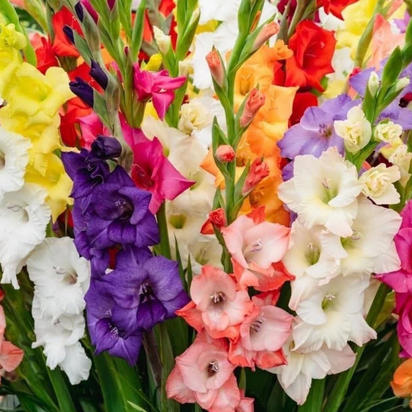 Gladiolus Bulbs Mixed Colors Flower Bulbs for Garden Gladiolus hortulanus