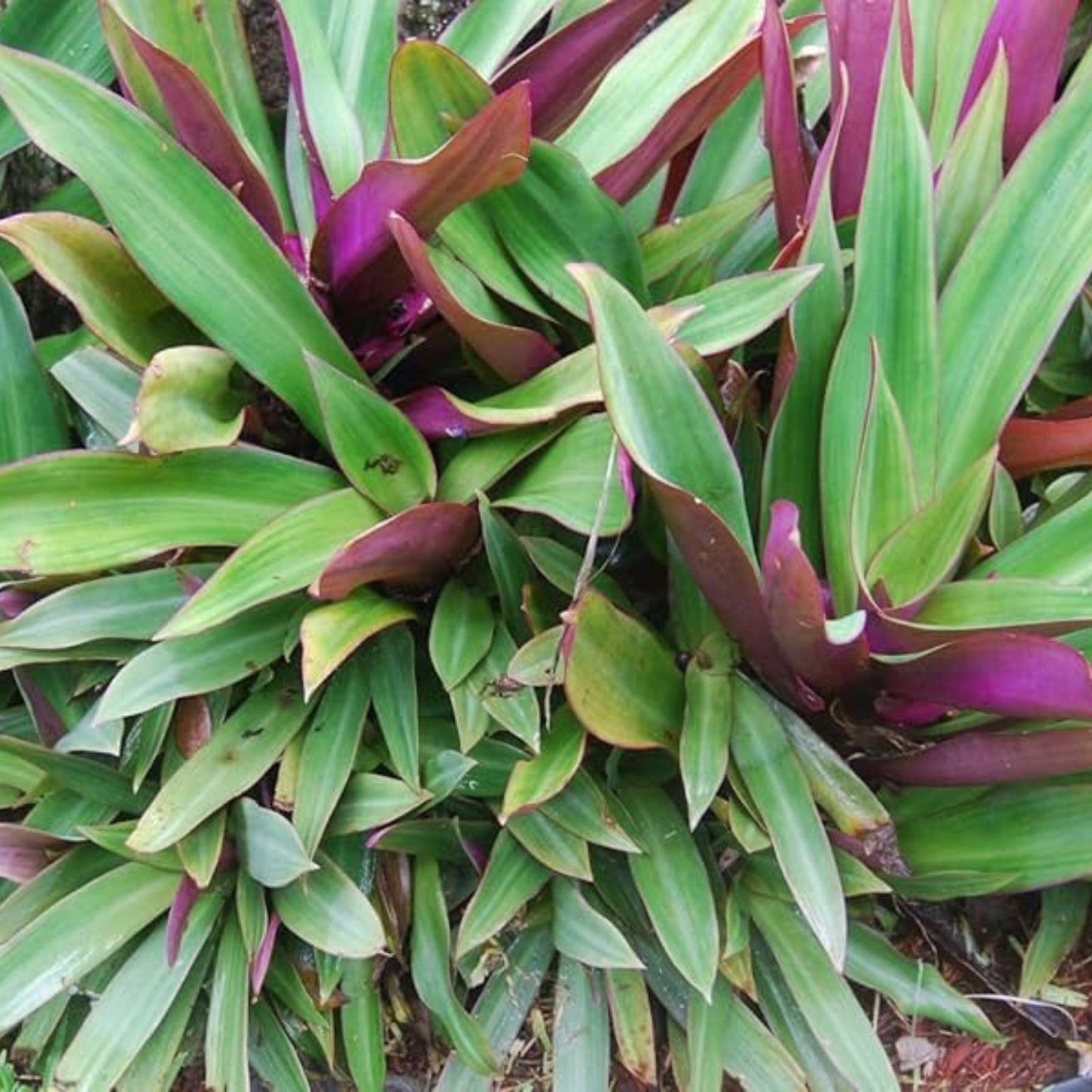 Live Plant Cuttings - Purple Tradescantia Spathacea - Oyster Plant, Moses Cradle - Tropical Houseplant, Indoor Gardening, Easy Care