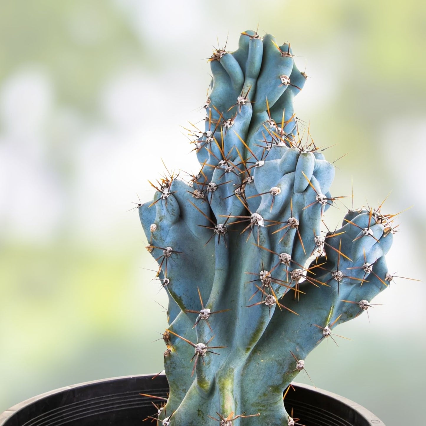 WICKED Blue 12" Cereus Peruvianus Monstrose Cactus Cutting – Unique Succulent for Indoor Gardening and Decor