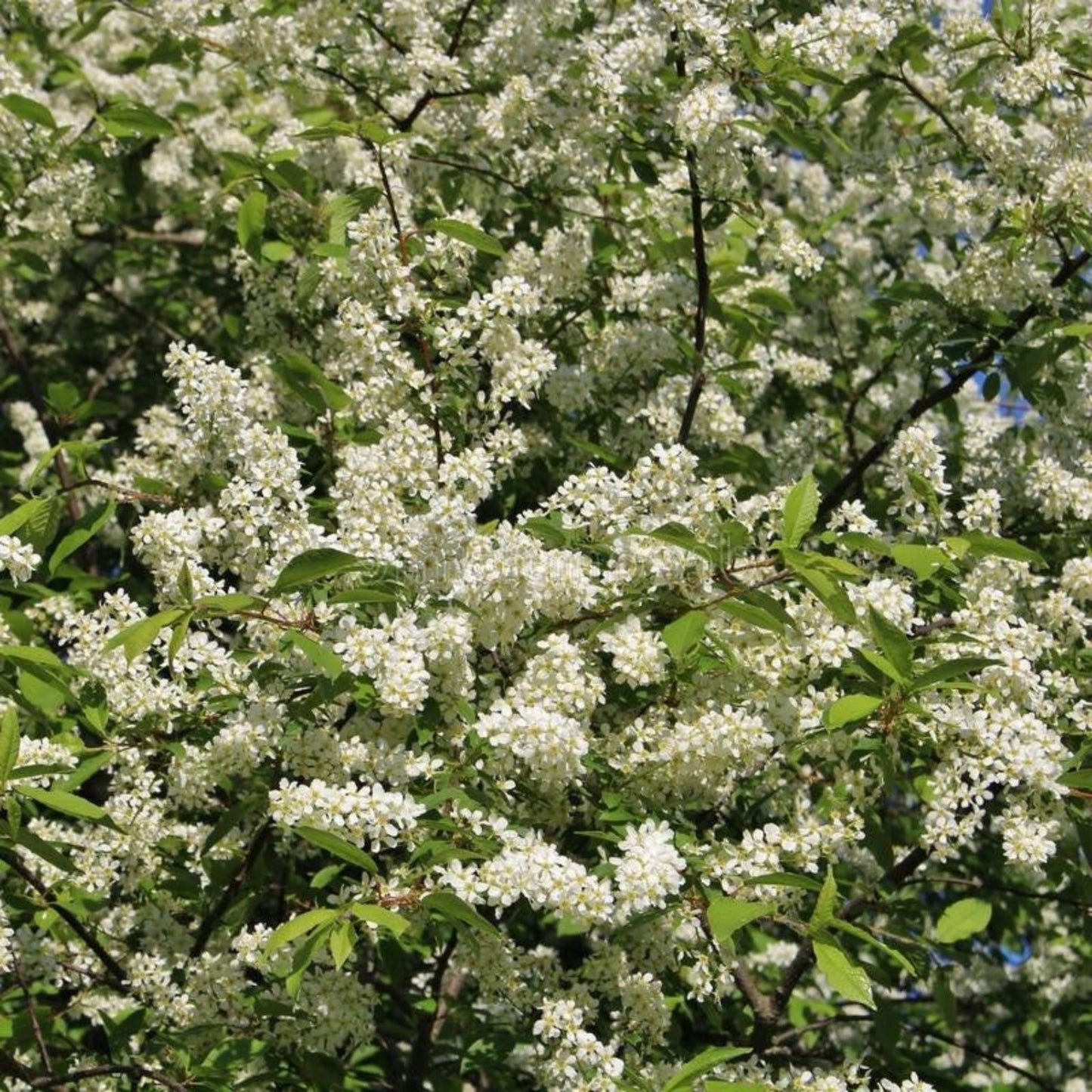Hackberry Tree Live Bare Root Plants Set of 2, Celtis occidentalis, Hardy Durable Trees for Birds, Zones 3-9
