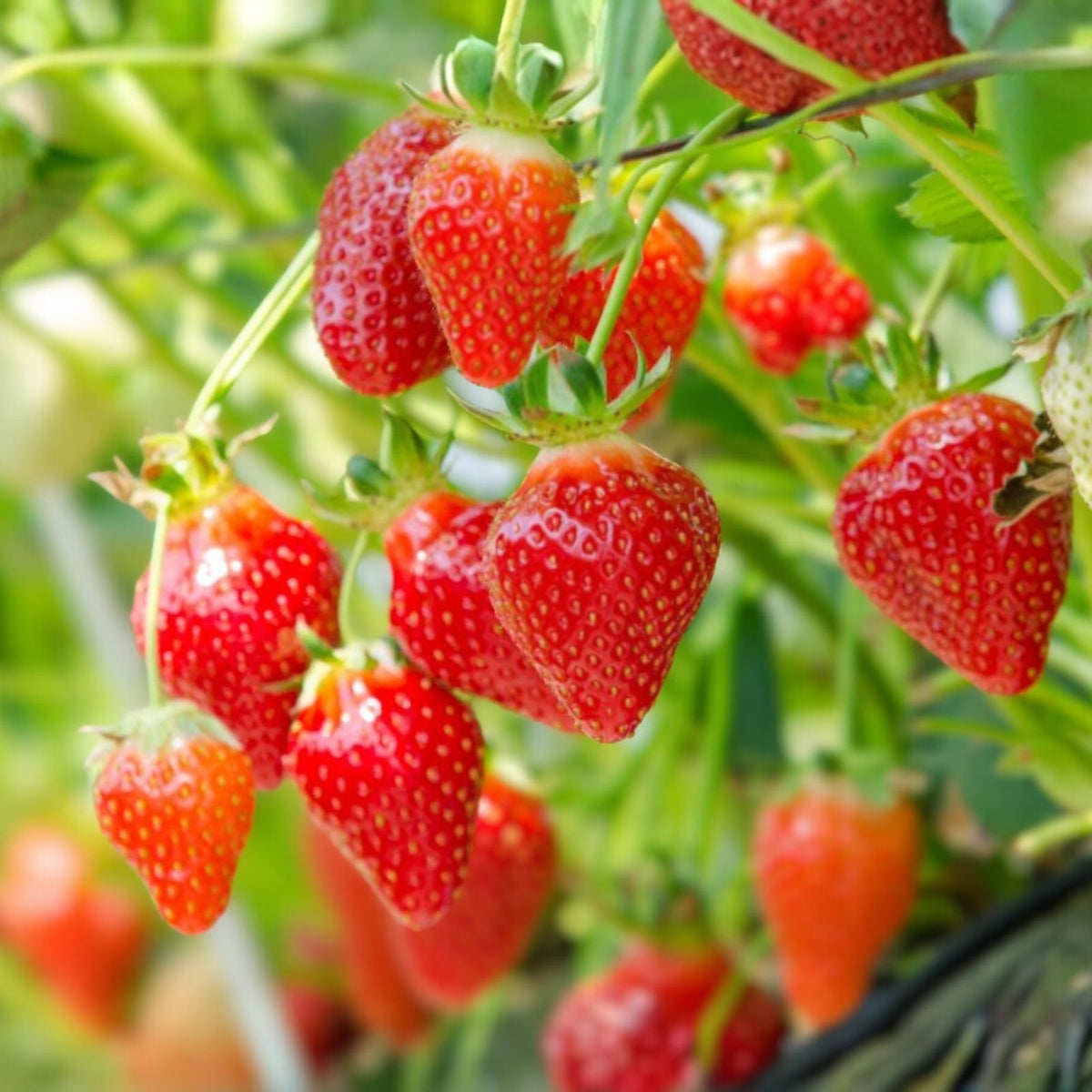 Junebearing Strawberry Plants - 5 Tennessee Beauty Perennial Fruit Plants (Fragaria × ananassa) - Large Sweet Berries