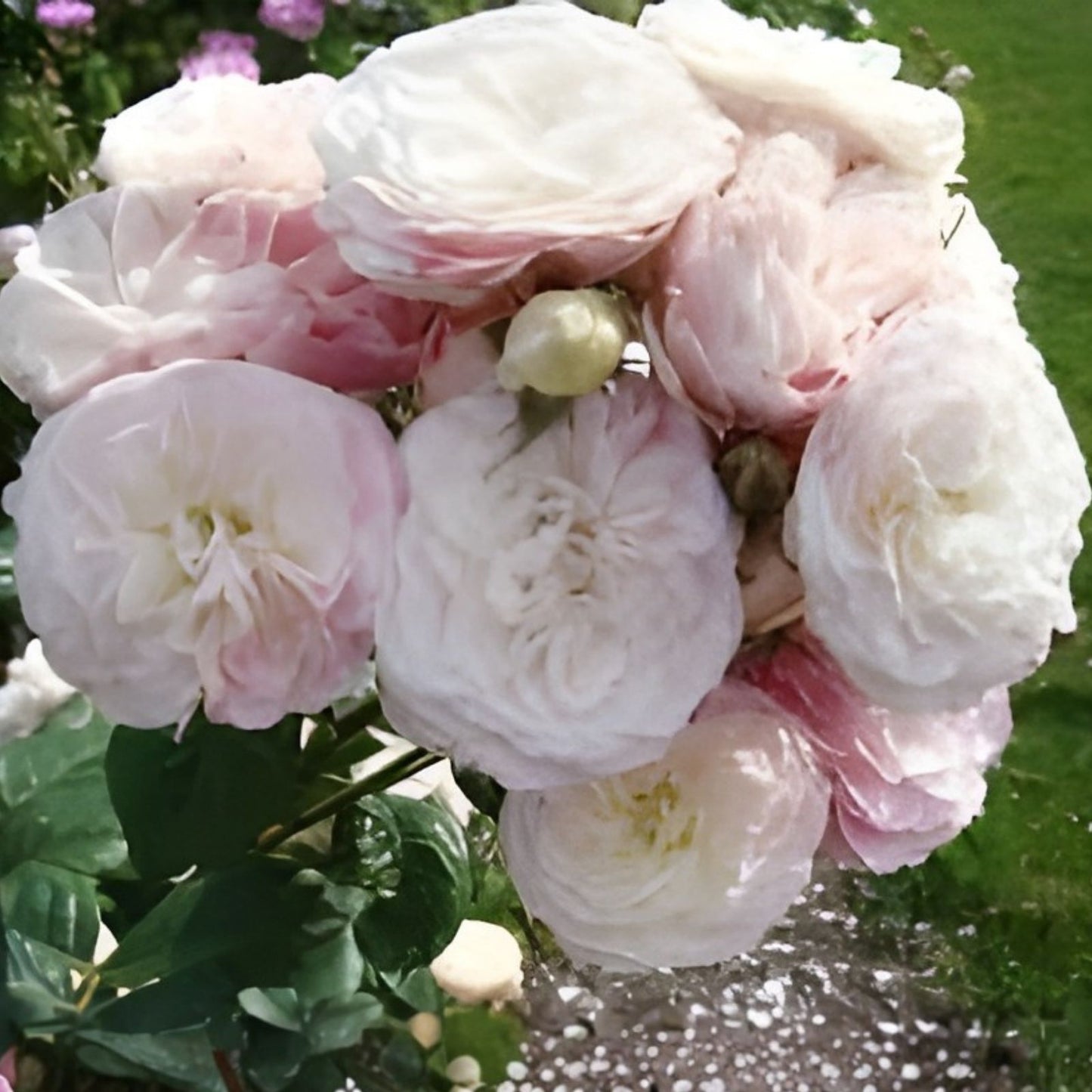 Unrooted Stem Cuttings - Bouquet Parfait Rose - Rosa 'Bouquet Parfait' - Fresh Gardening and Floral Arrangement Supplies