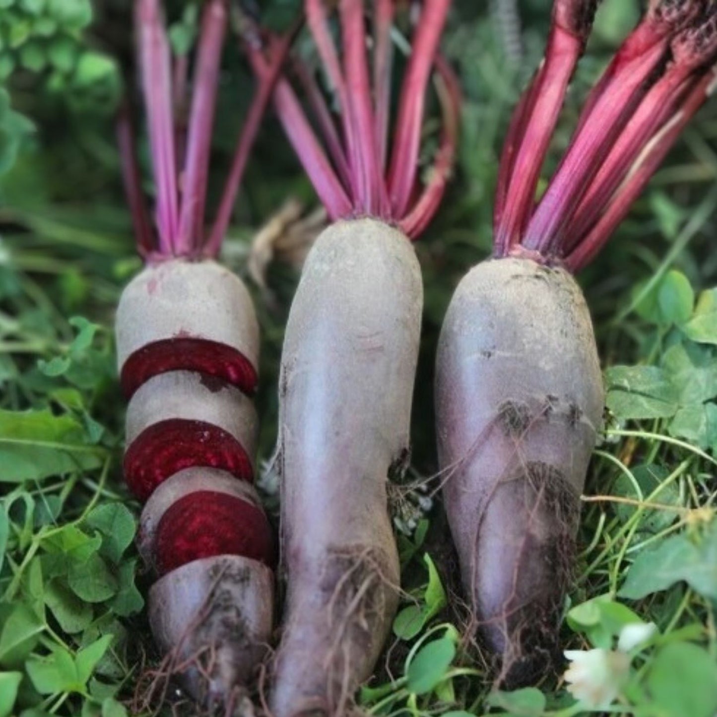 Beet Seeds 100 Non-GMO Heirloom Cylindra Organic Vegetable Seeds Beta vulgaris for Home Gardening