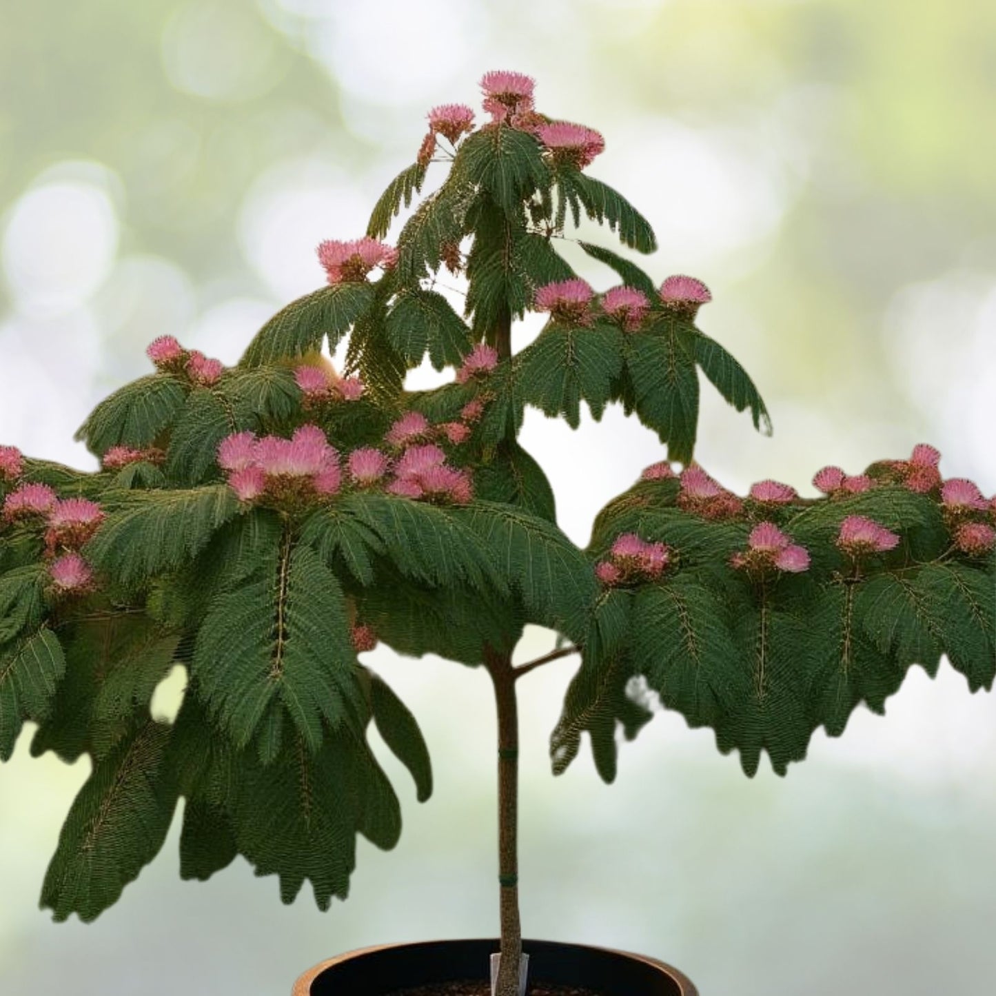 Live Mimosa Tree Seedlings 1'-2' Pink Flowers Albizia Julibrissin Fragrant Bare Root