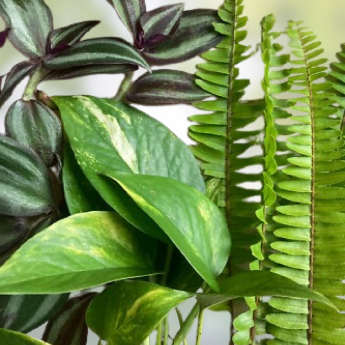 Rooted House Plant Cuttings - 15 Variety Pack for Propagation - Indoor Garden, Home Decor, Gardening Supplies