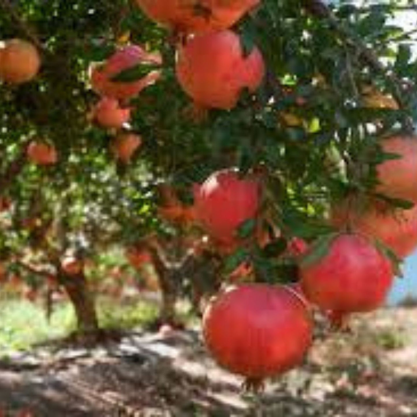 Pomegranate Cuttings Kashmir Blend 5 Healthy Plants Punica granatum Fruit Tree Propagation