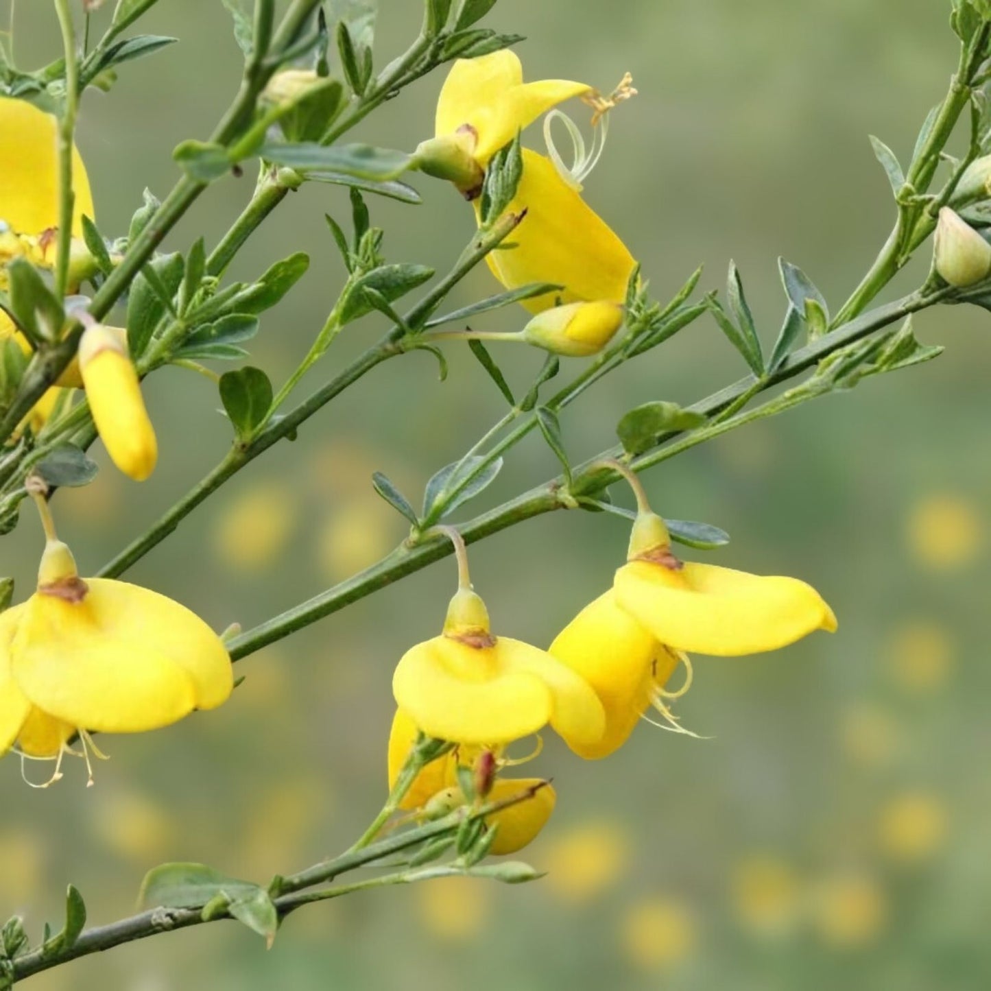 Scotch Broom Seeds 30 Pack Vibrant Yellow Blooms Cytisus scoparius for Planting Garden Shrubs