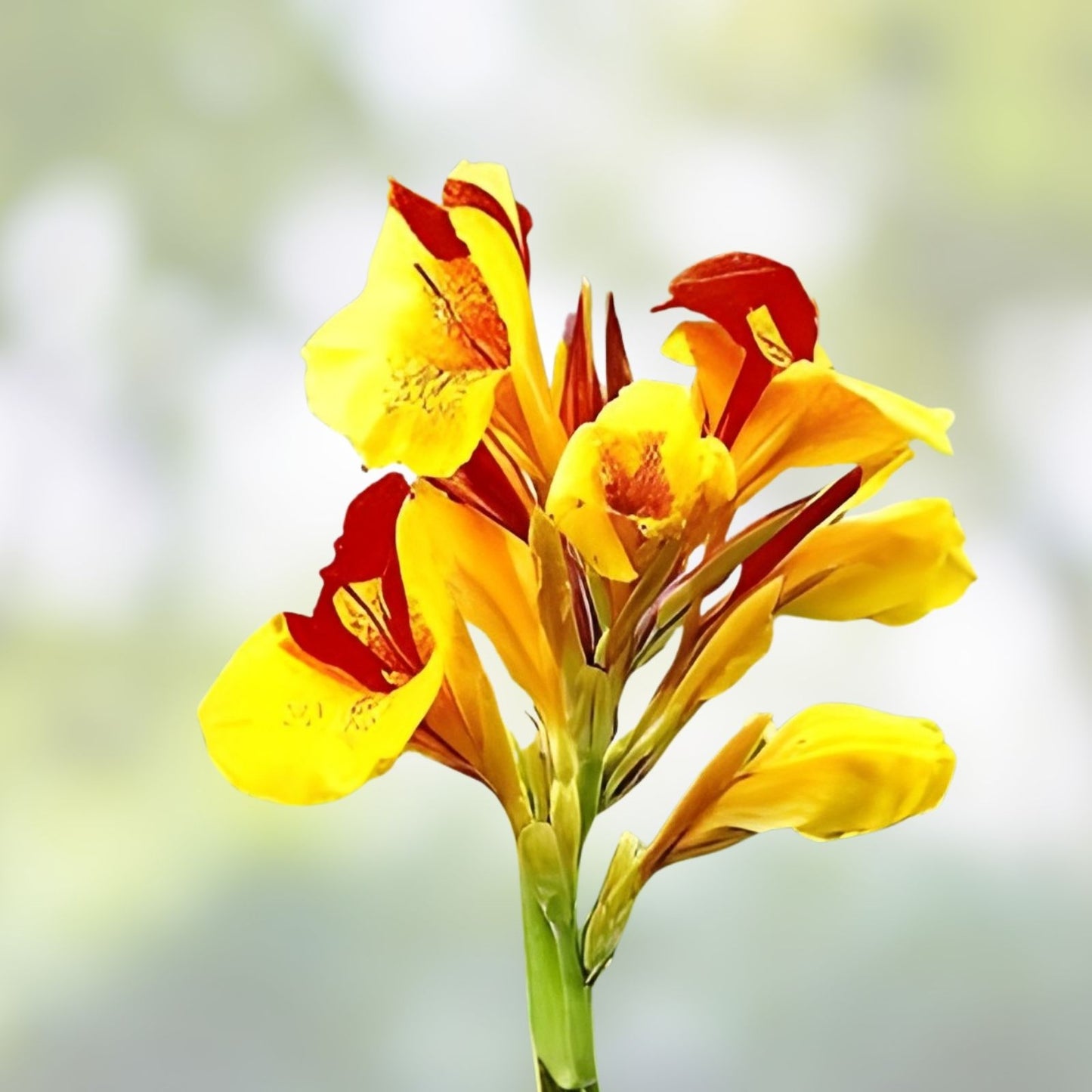 Canna Lily Bulbs Value Pack - Pink & Yellow Flowers - Canna indica - Garden Bulbs for Planting