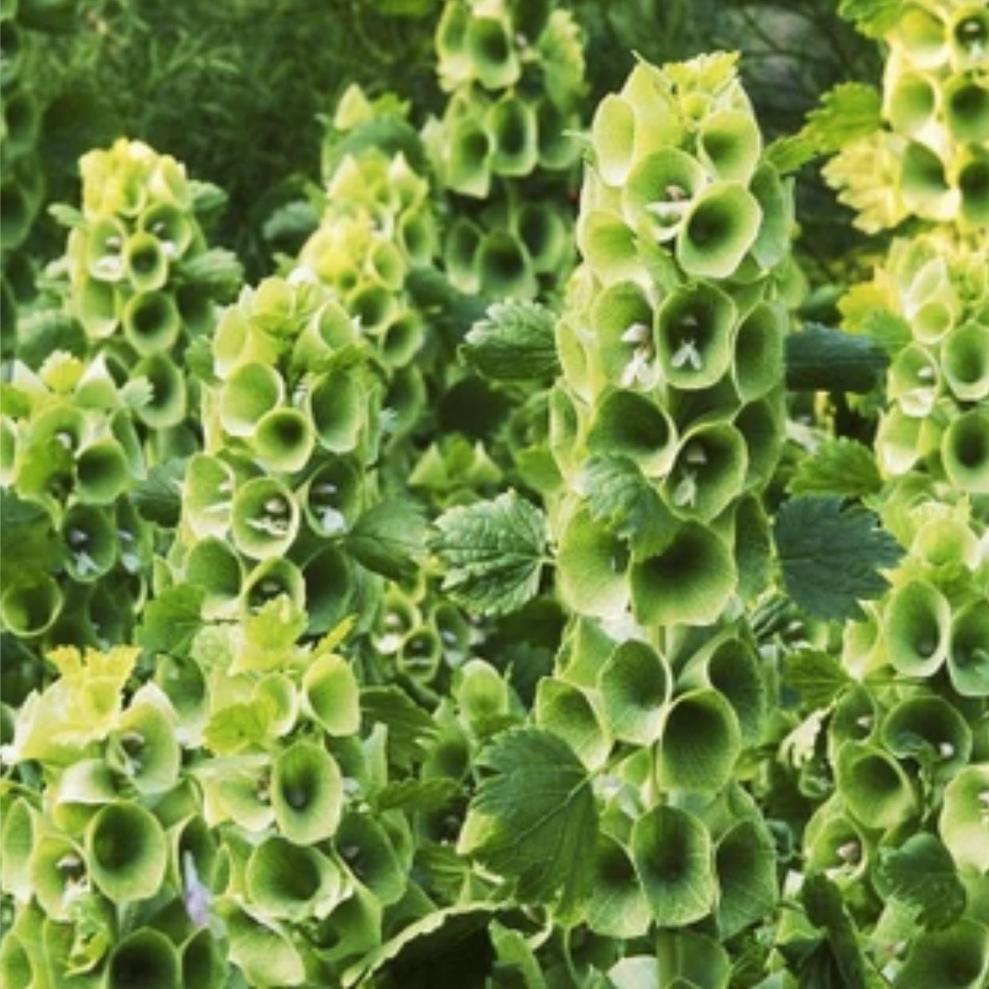 Bells of Ireland Flower Seeds - 30 Seeds - Rare Green Petals - Molucella laevis - Ornamental Garden Flower Seed Pack