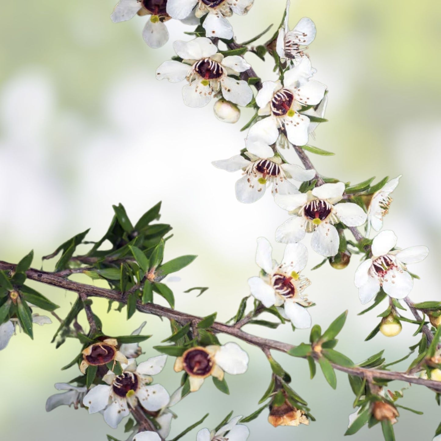Manuka Tea Tree Seeds - Medicinal Honey & Tea Shrub with Pink Flowers - Leptospermum scoparium - Free Shipping