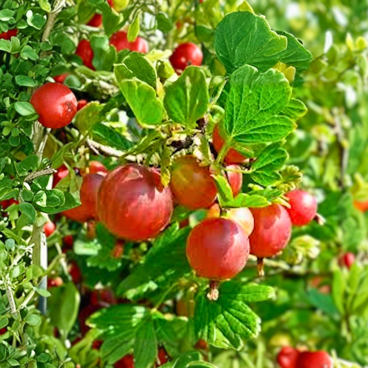 Pixwell Gooseberry Plant - 2-Year-Old, Light Green & Pink Berries, Ribes uva-crispa, Tart Fruit, Zones 3-8, Bare Root