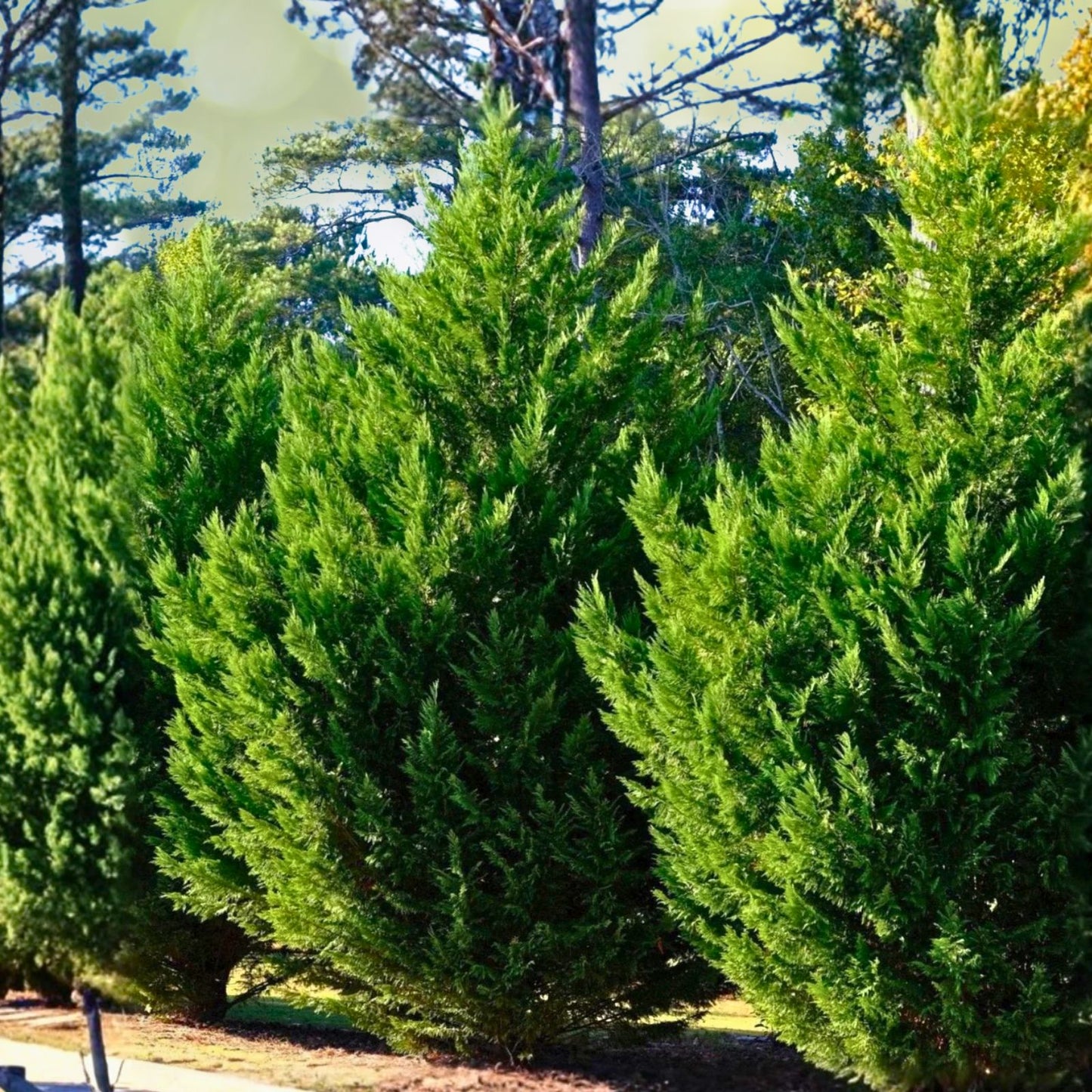 Leyland Cypress Tree Cuttings 60 Pack Fast Growing Evergreen Cupressus × leylandii