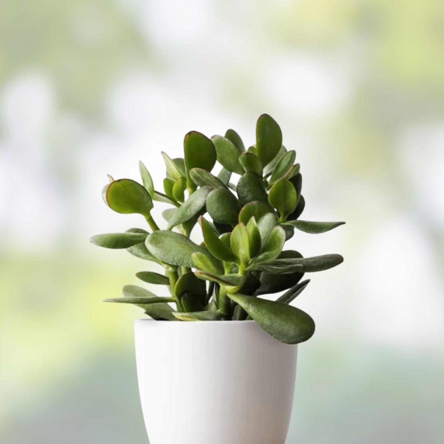 Jade Plant Cuttings 2 Pieces 3-5" Crassula ovata Succulent for Home Decor Gardening