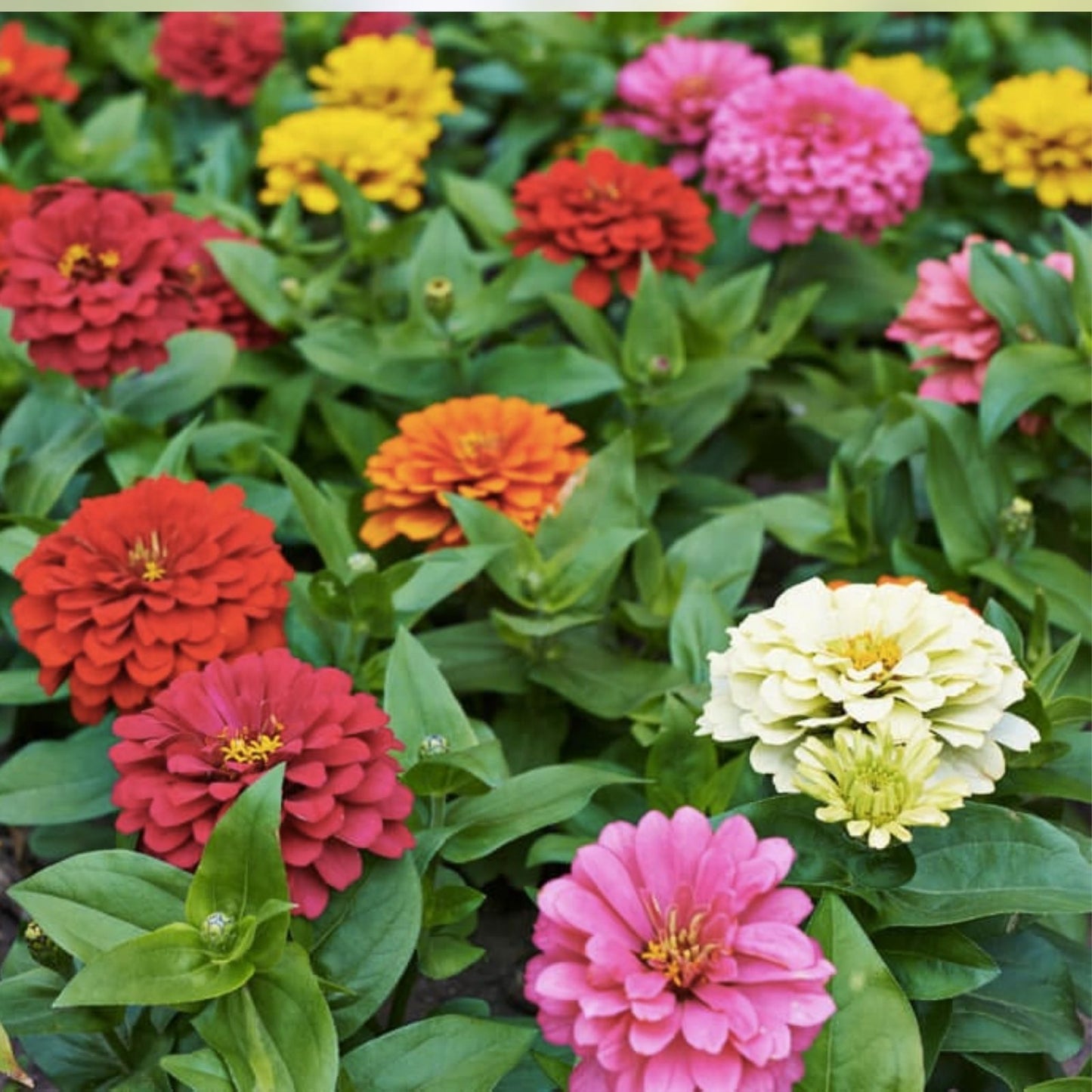 Giant Double Zinnia Mix Seeds - 200 Organic Flower Garden Collection - Zinnia elegans - Free Shipping USA