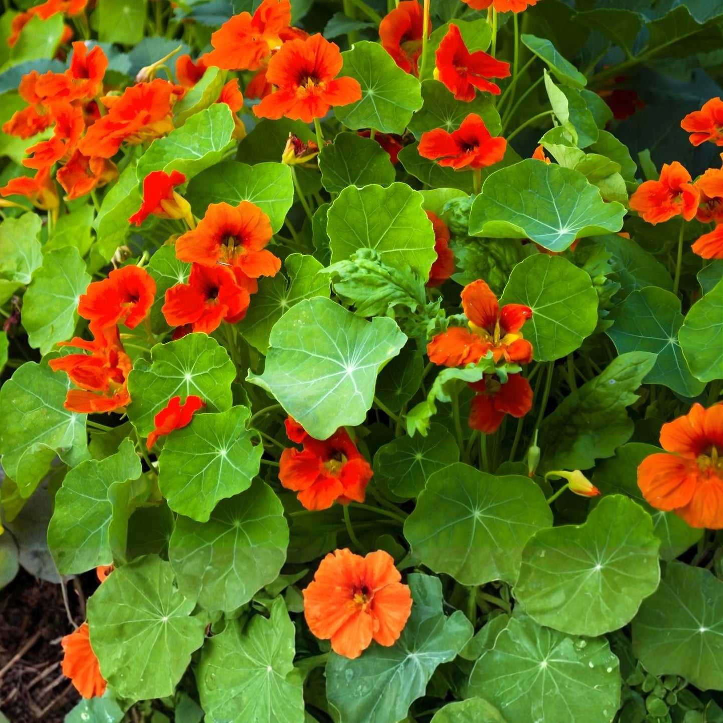 Dwarf Jewel Mix Nasturtium Seeds - Colorful Blooming Vine for Planting - Tropaeolum majus