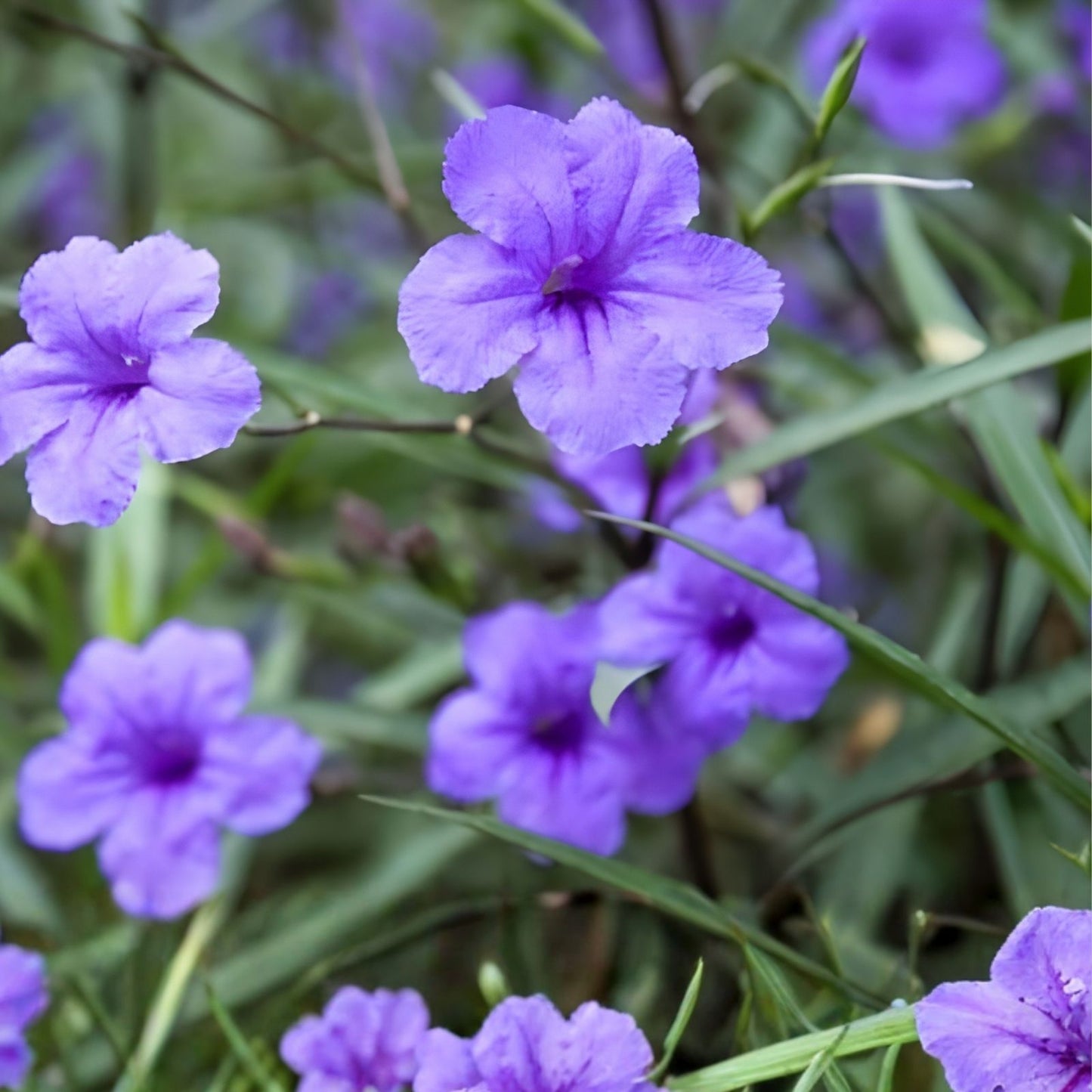 Mexican Petunia Cuttings 6 Purple Showers Perennial Ruellia simplex for Pollinators, Garden, Landscape Plant