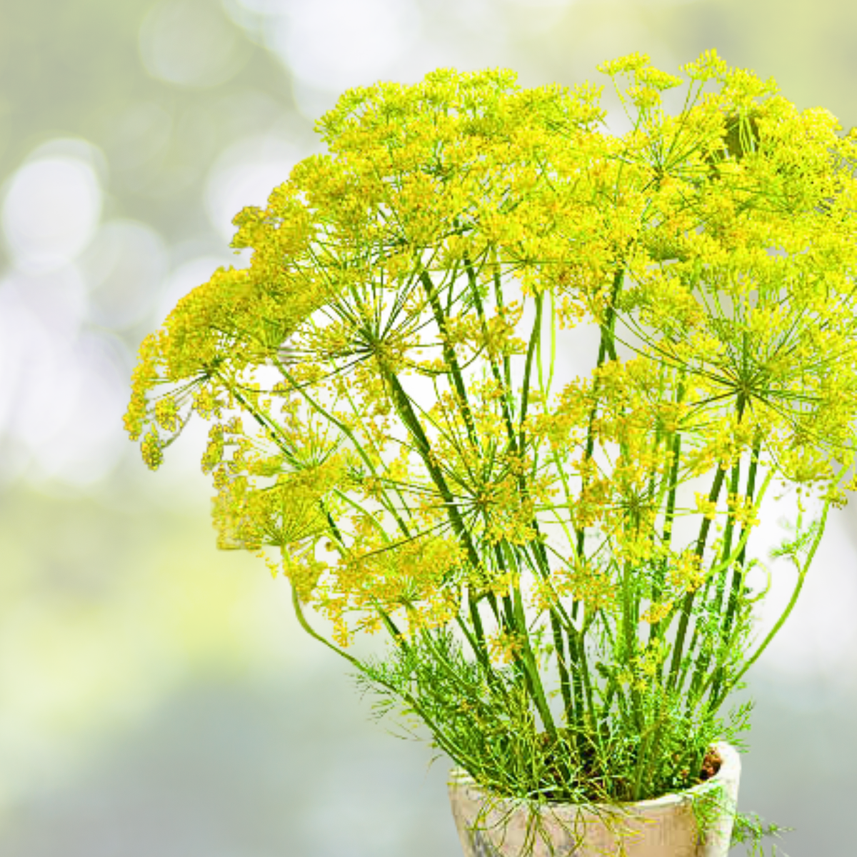 Dill Seeds - 500 Non-GMO Seeds - Bouquet Variety - Host Plant for Bees, Butterflies, and Birds - Anethum graveolens