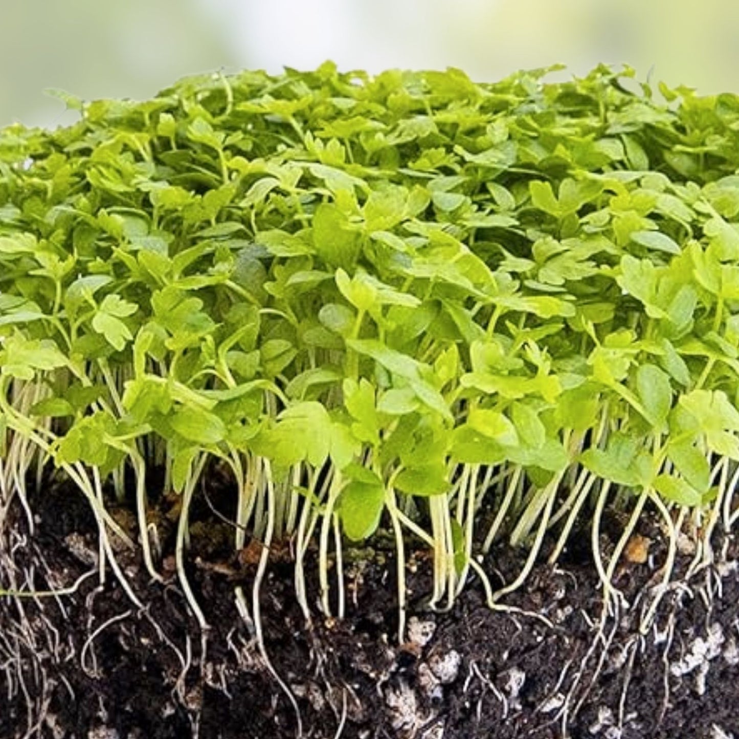 Bulk Celery Seeds 10,000+ Microgreen Vegetable Seeds for Sprouting and Planting - Apium graveolens