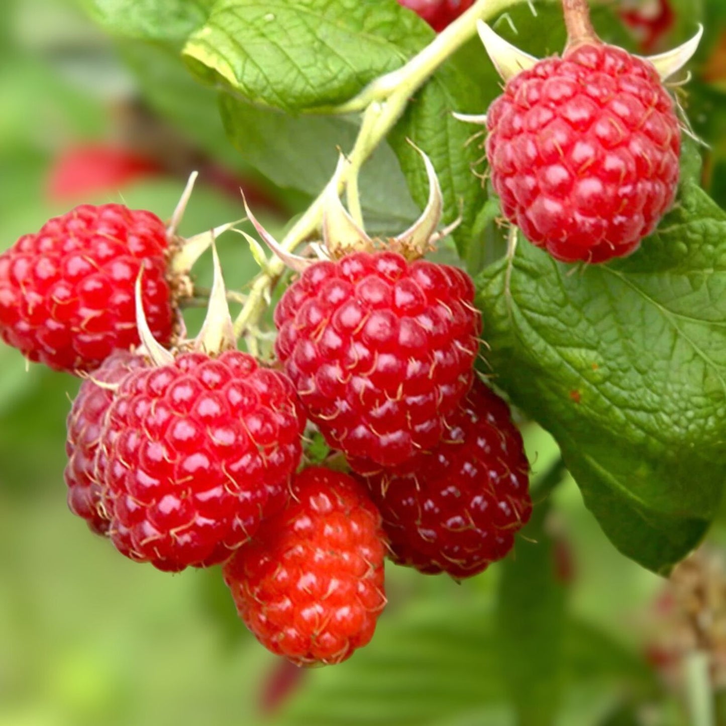 Thornless Raspberry Plants - 3 Bare Root Purple Raspberry Starter Plants - Rubus idaeus - Glencoe Variety