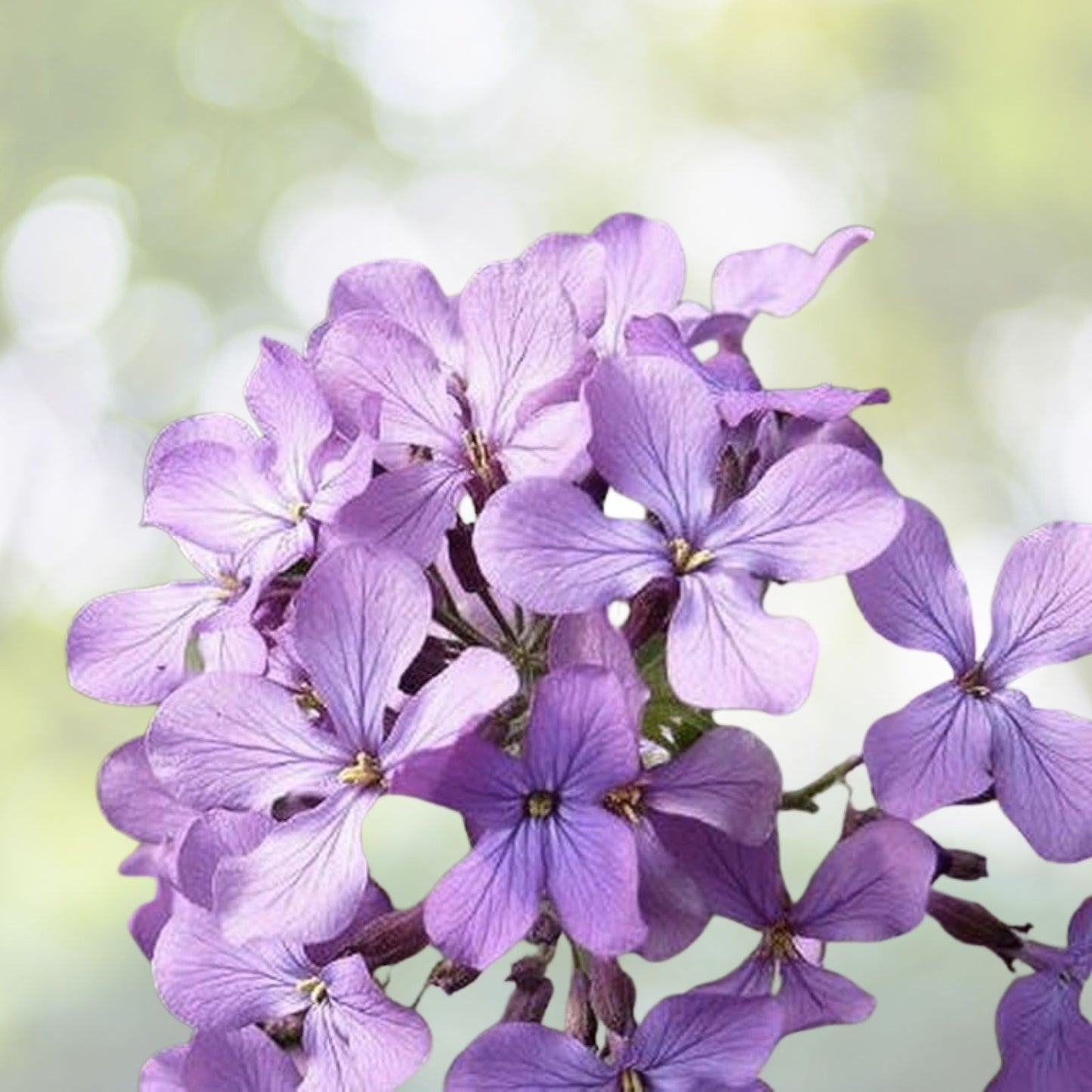 Evening Scented Stock Seeds Bulk - Lilac-Pink Mix, Matthiola incana, 3000 Seeds for Fragrant Garden Blooms