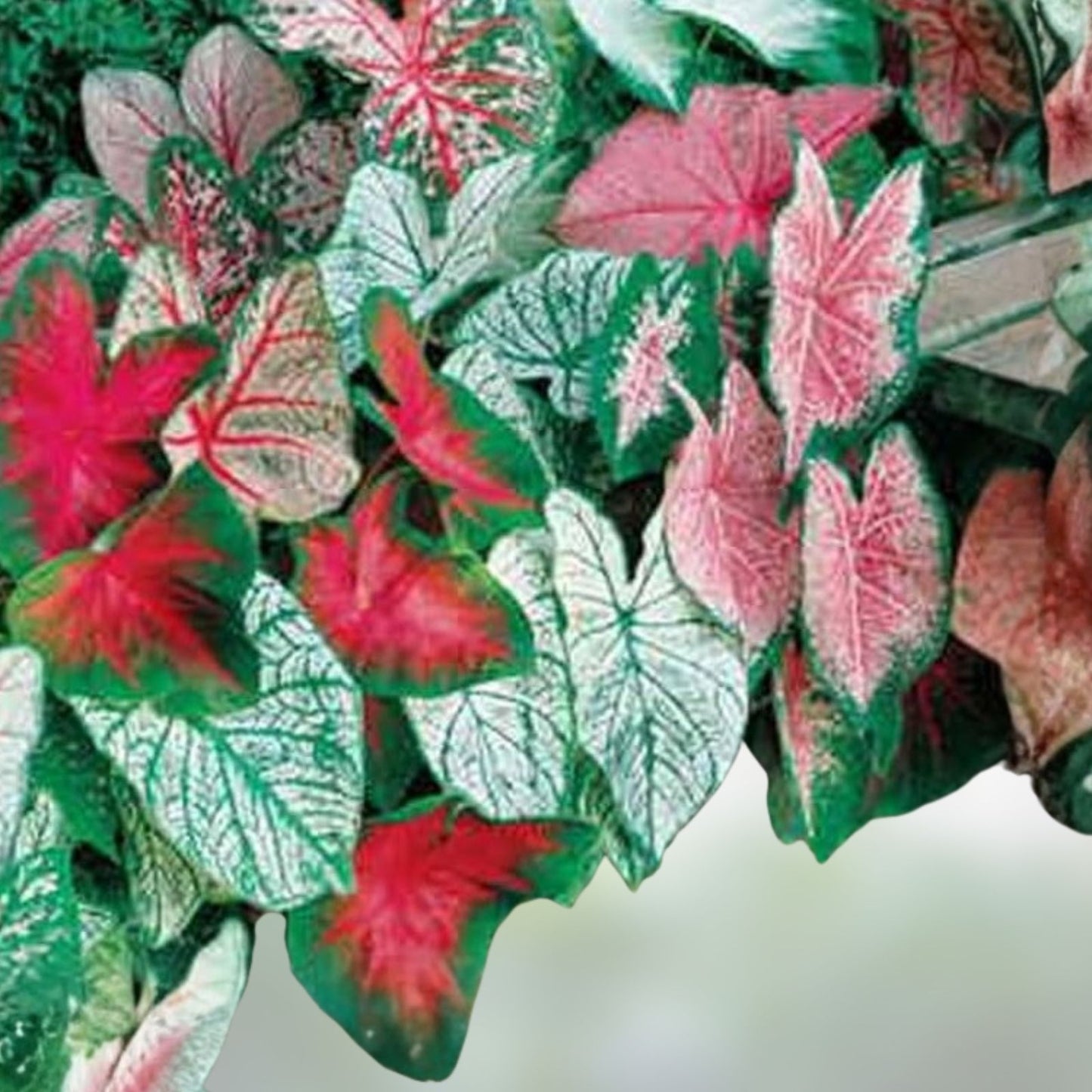 Caladium Bulbs for Planting - Festiva Variety 6 Pack - Colorful Foliage, Hosta, Elephant Ears, Fancy, Decorative Indoor Outdoor