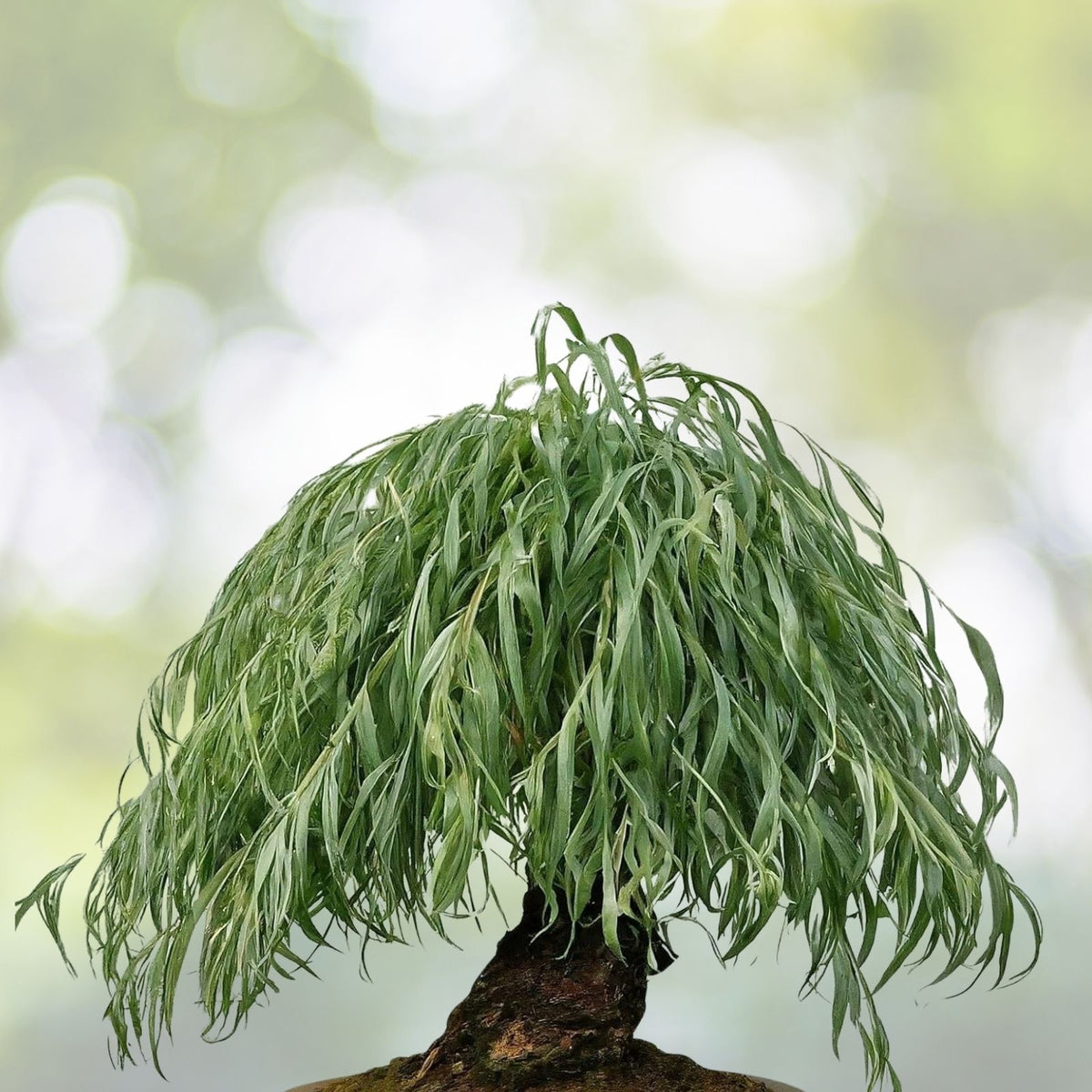 Anna's Weeping Willow Bonsai Tree Cutting - Attractive Gold Bark - Salix babylonica
